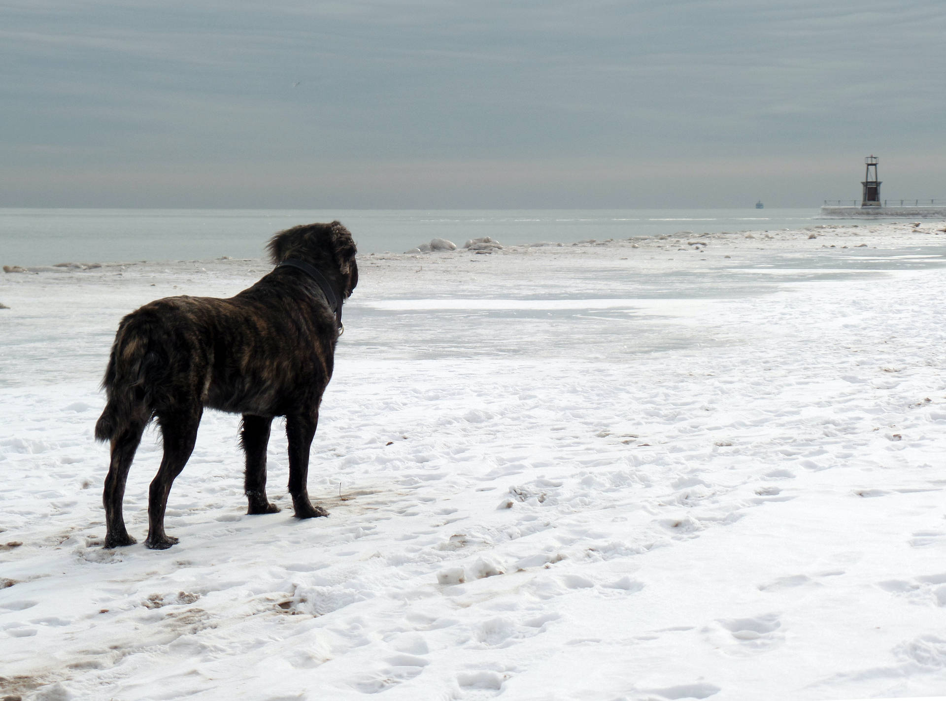 Black Dog In Cool Winter Background