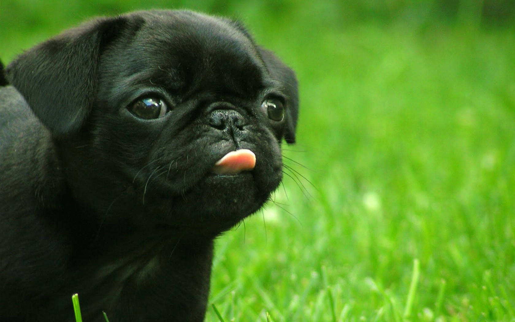 Black Dog On Green Grass Background