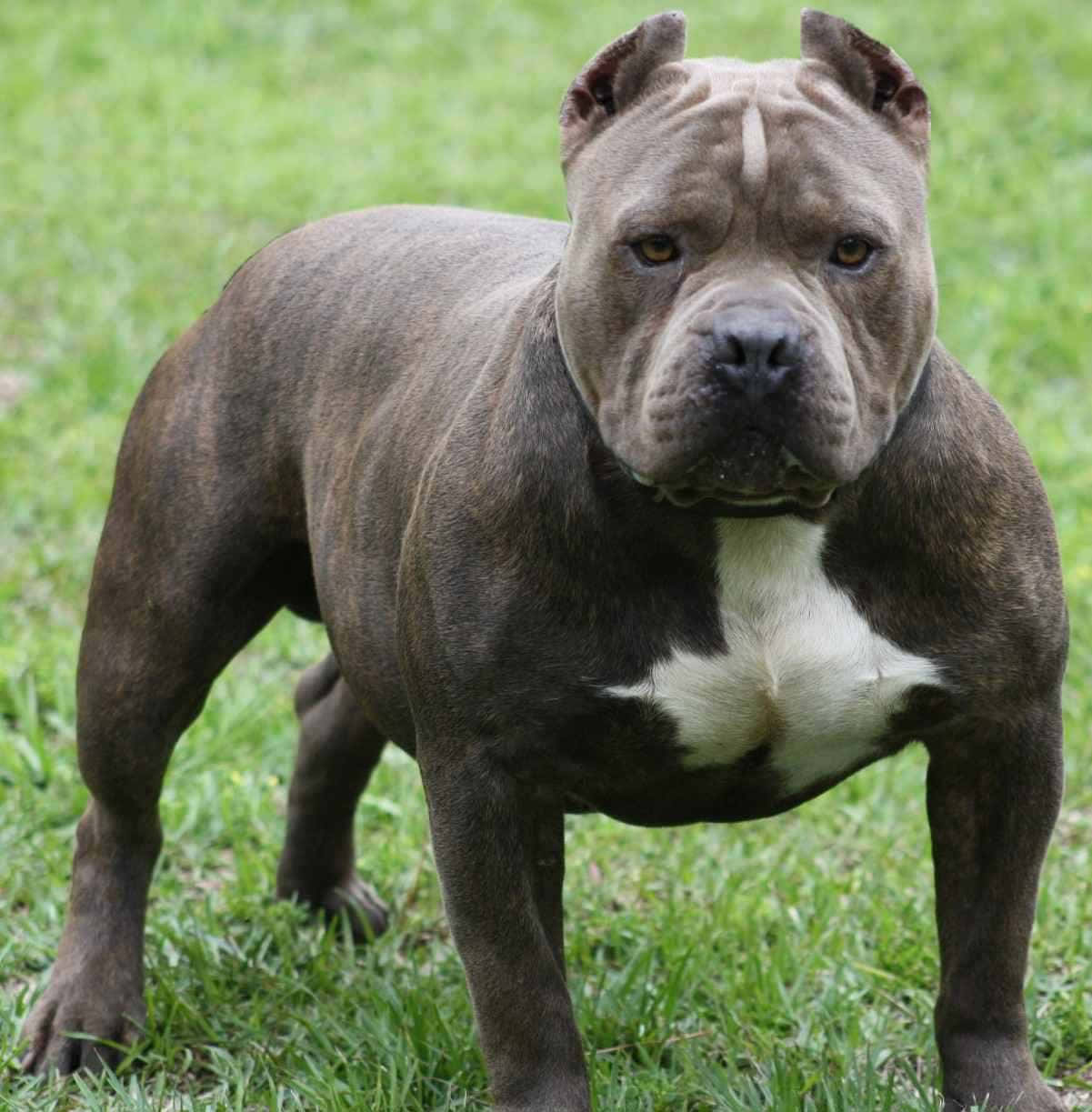 Black Dog Pitbull Grassy Ground Background