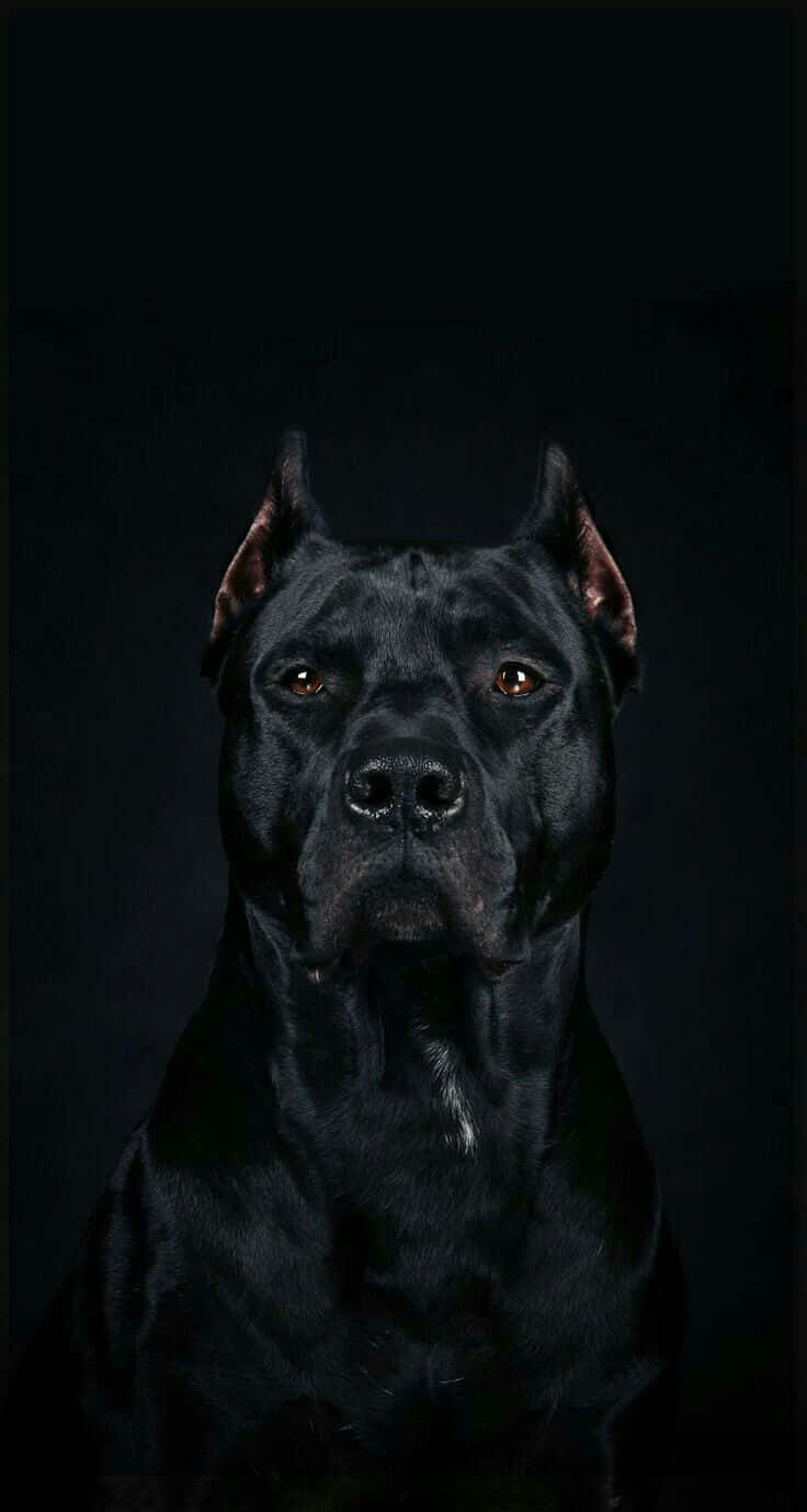 Black Dog Pitbull Portrait Background