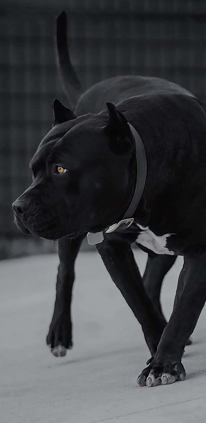 Black Dog Pitbull Poster Background