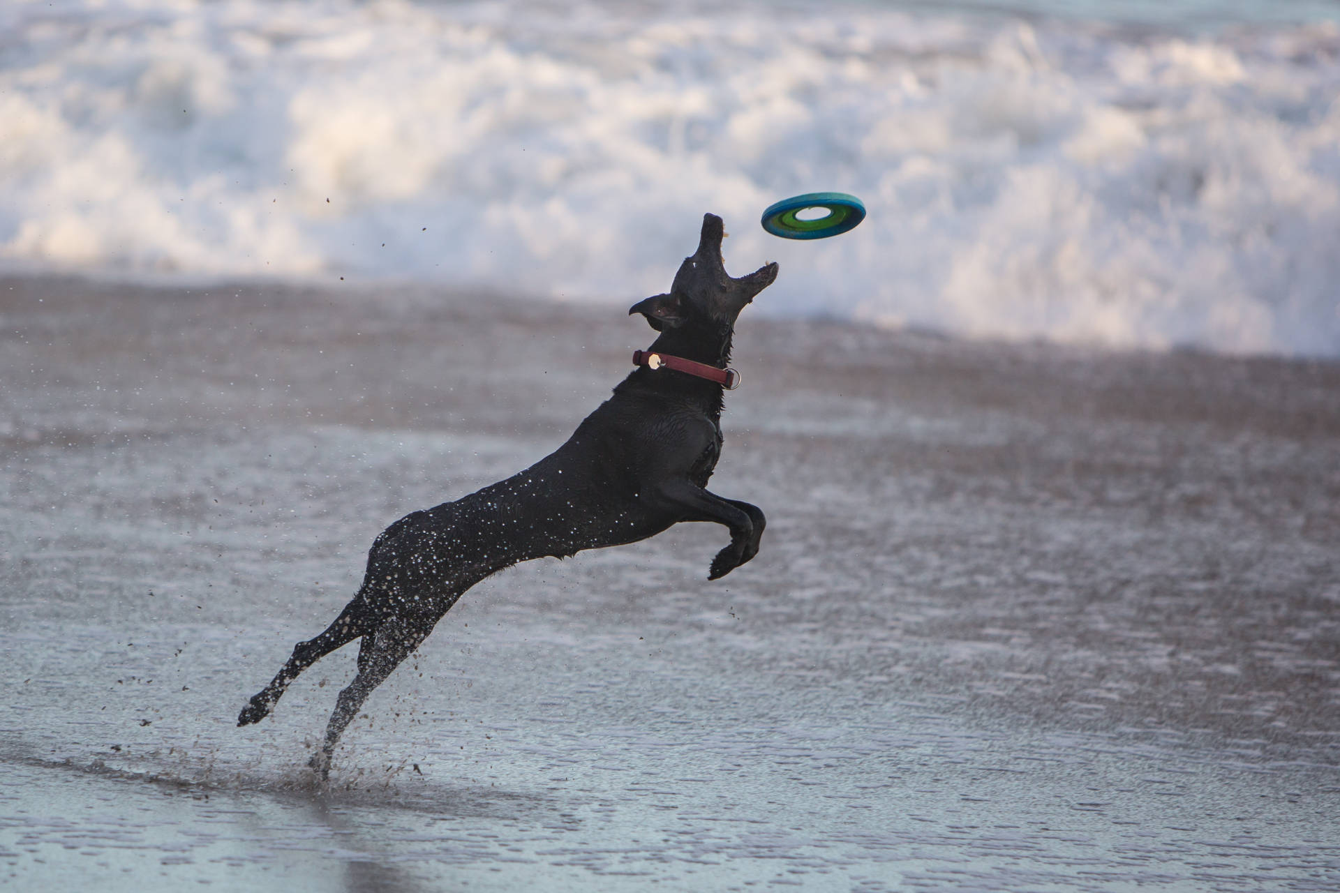 Black Dog Playing Frisbee Background