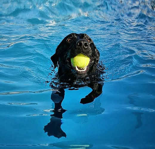 Black Dog Pool Water