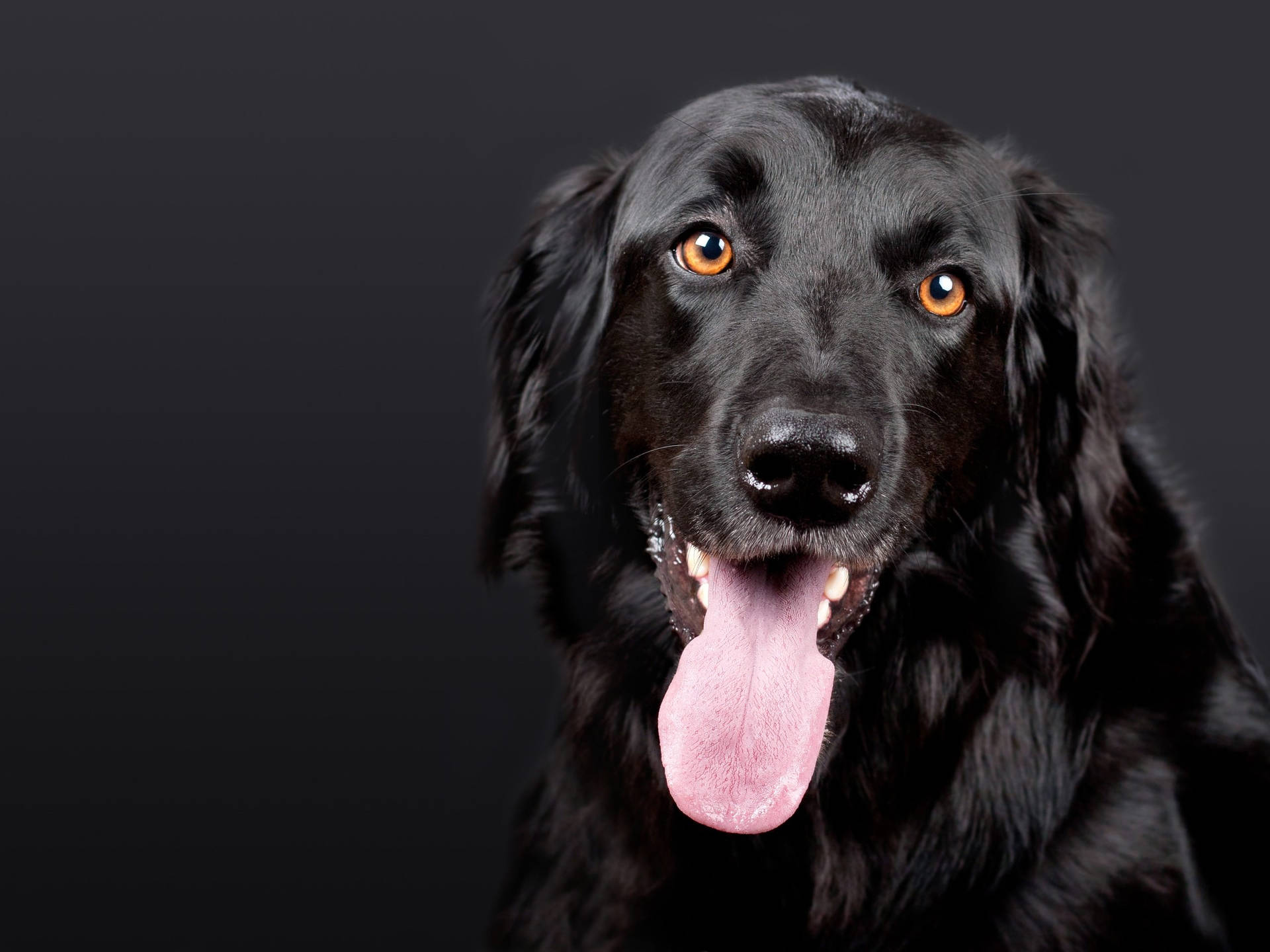 Black Dog Portrait Dark Background Background