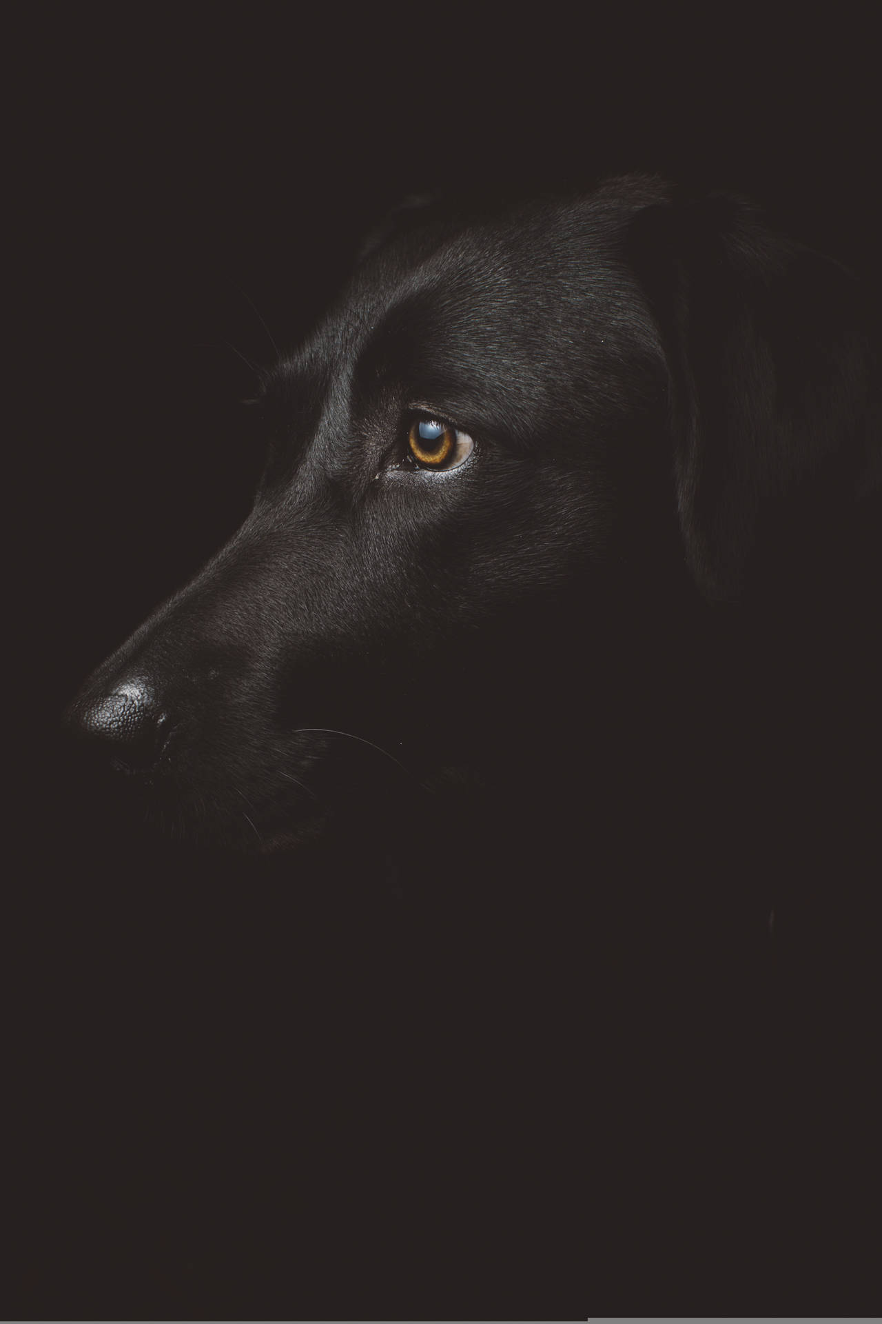 Black Dog Top Iphone Background