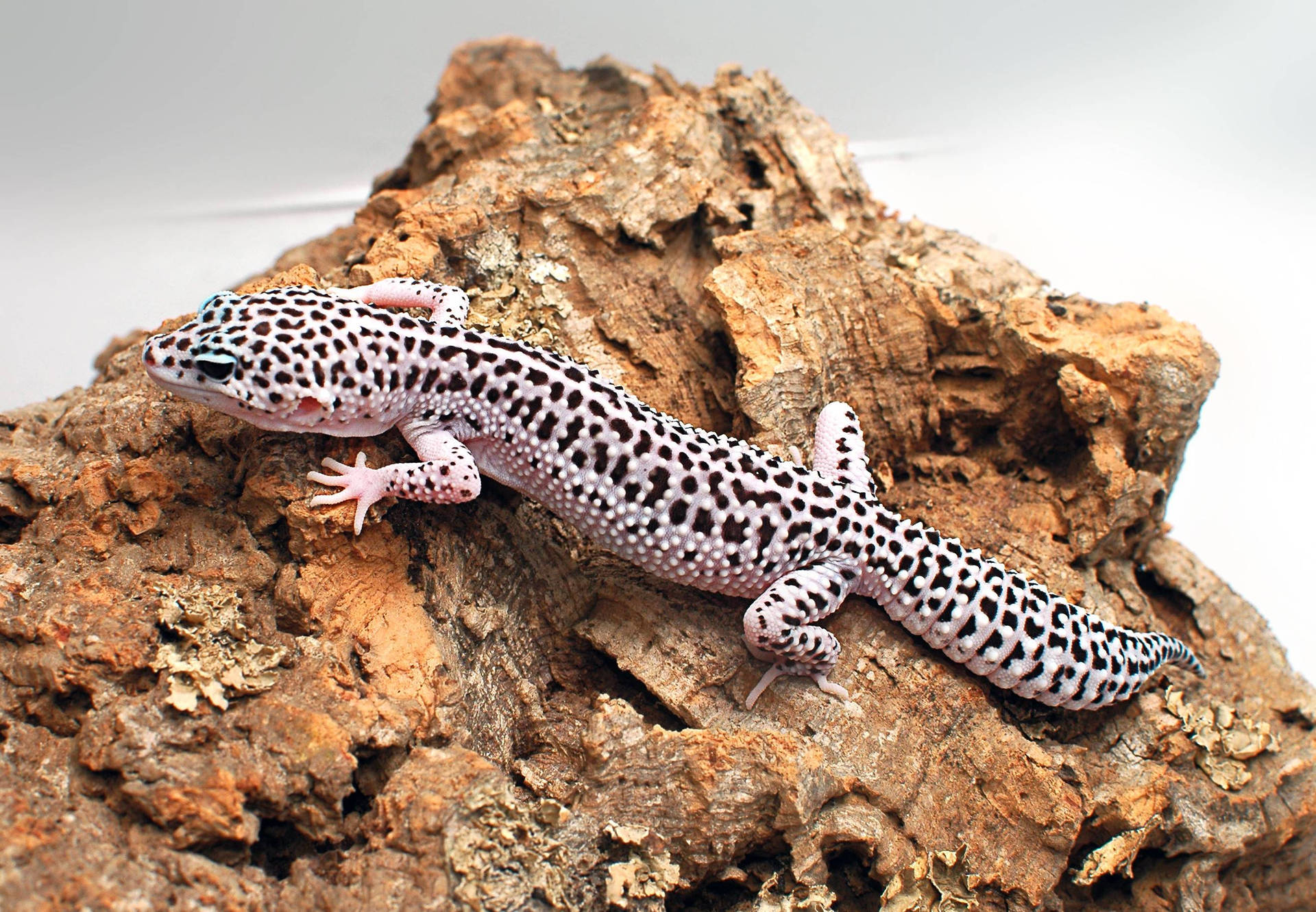 Black-dotted Leopard Gecko On Rock Background