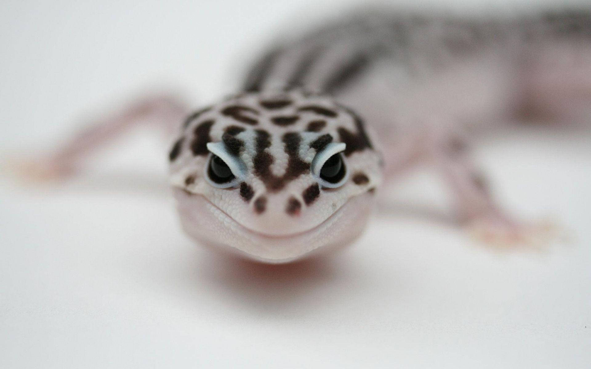 Black-dotted Leopard Gecko Smiling Background