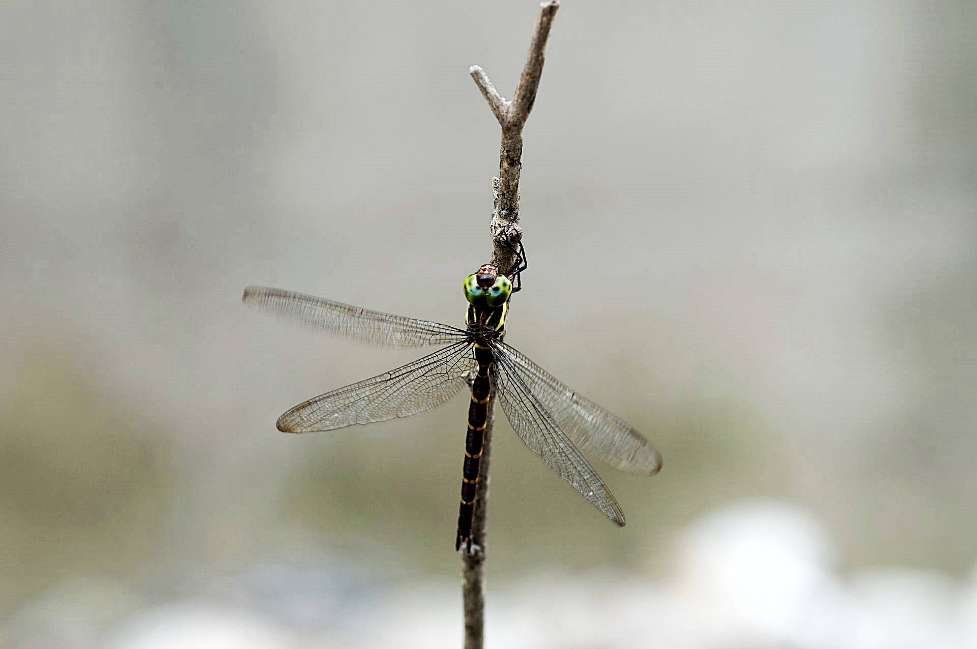 Black Dragonfly On A Twig Background