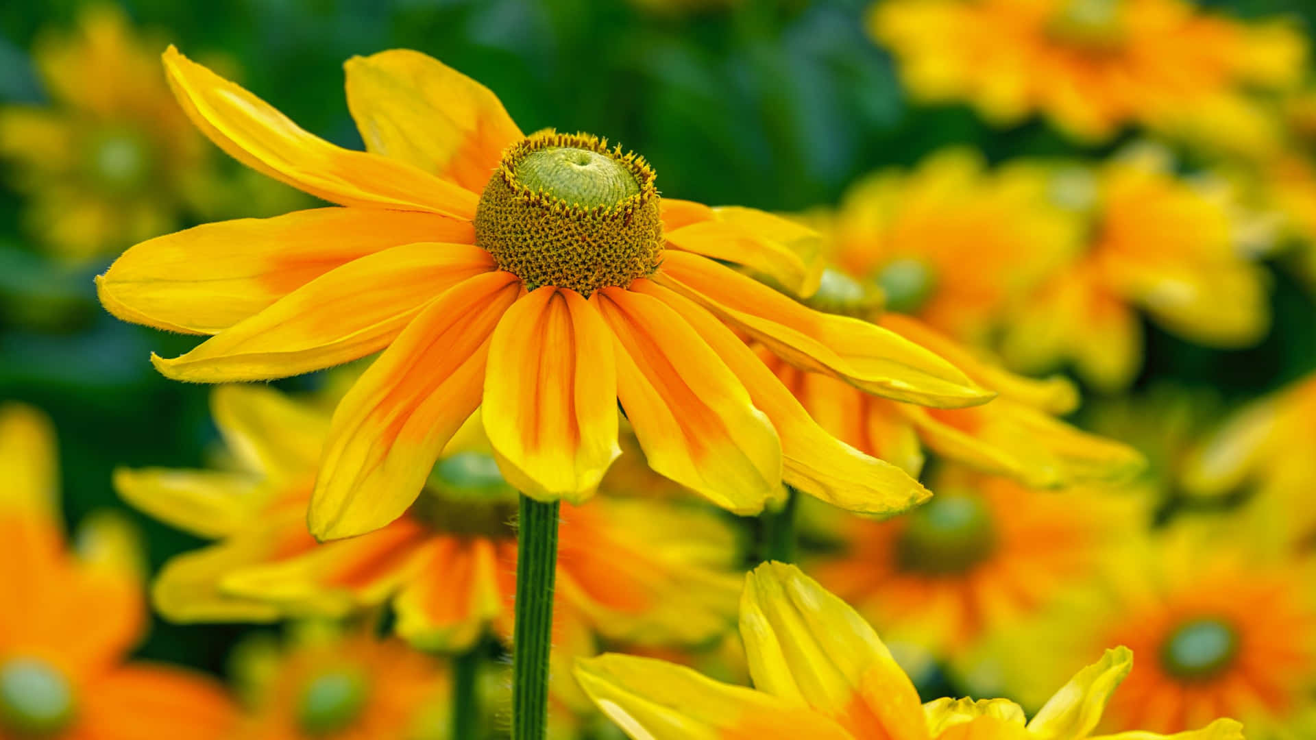 Black-eyed Susan Bloom In Yellow Aesthetic Flower Desktop Background
