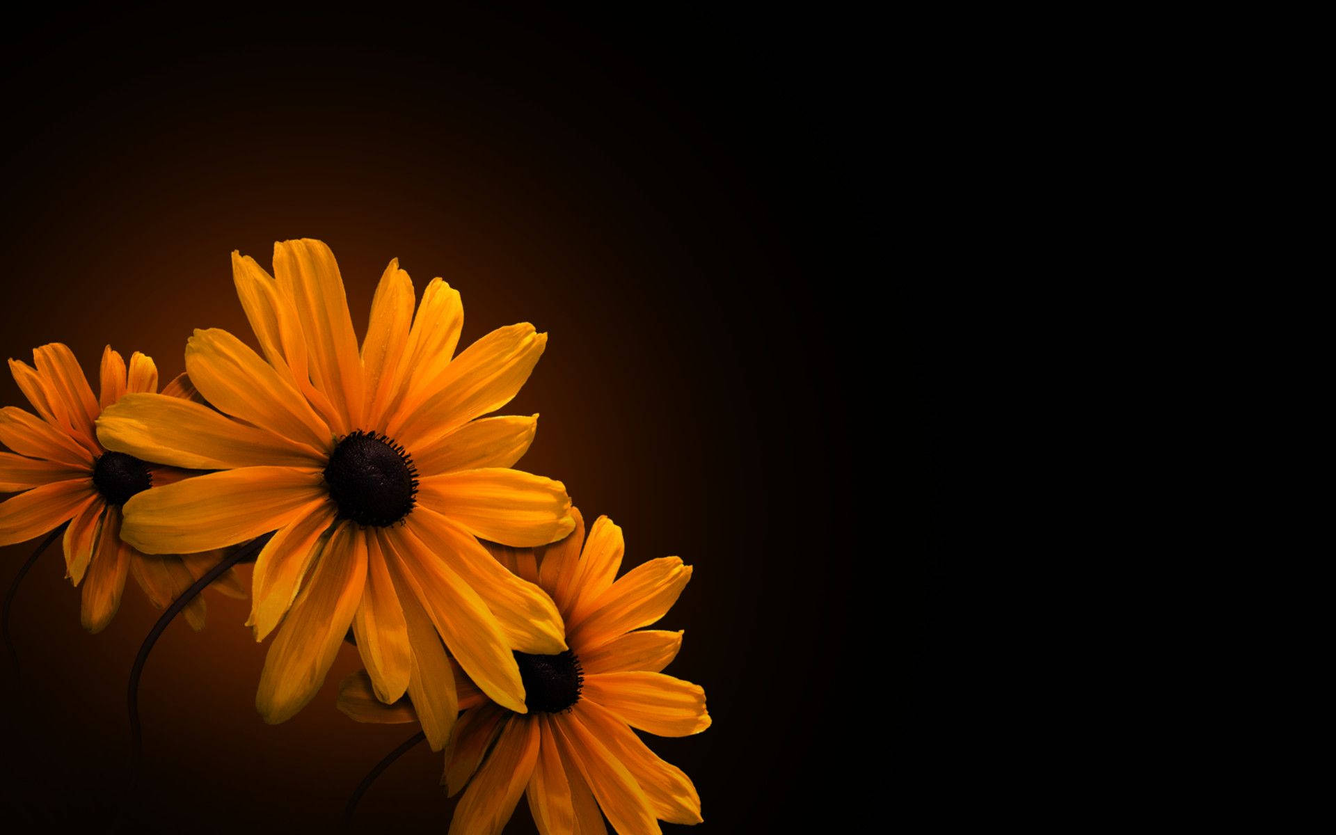 Black-eyed Susan Dark Hd Flowers Background