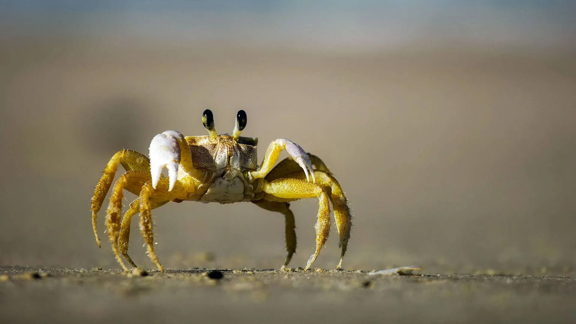 Black-eyed Yellow Crab Background