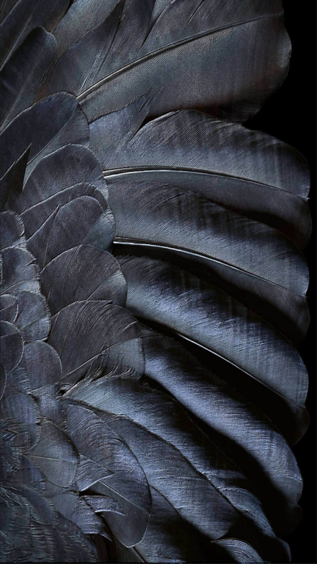 Black Feather Ios Default Background