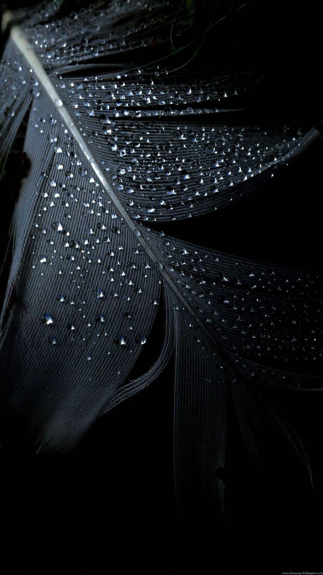 Black Feather With Droplets Dark Screen Background