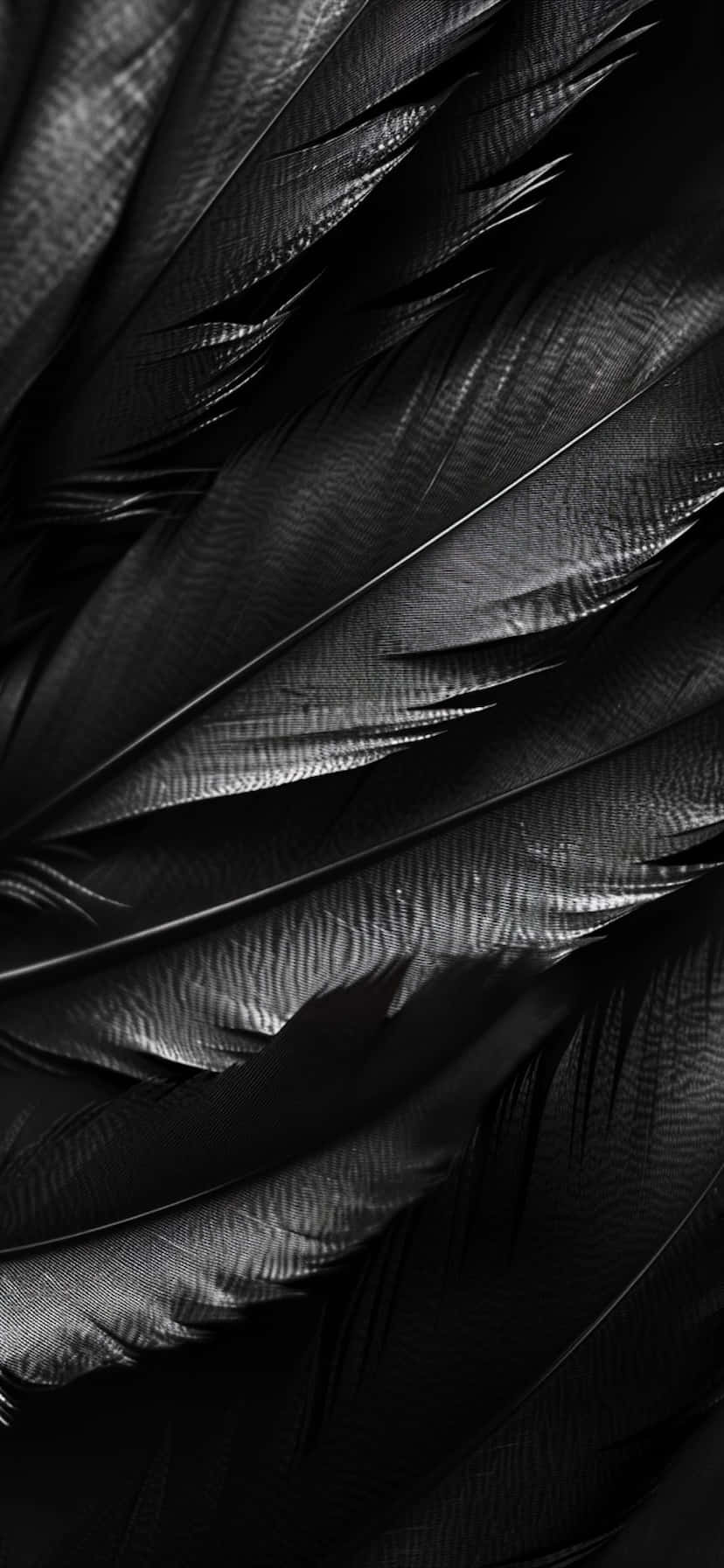 Black Feathers Texture Background