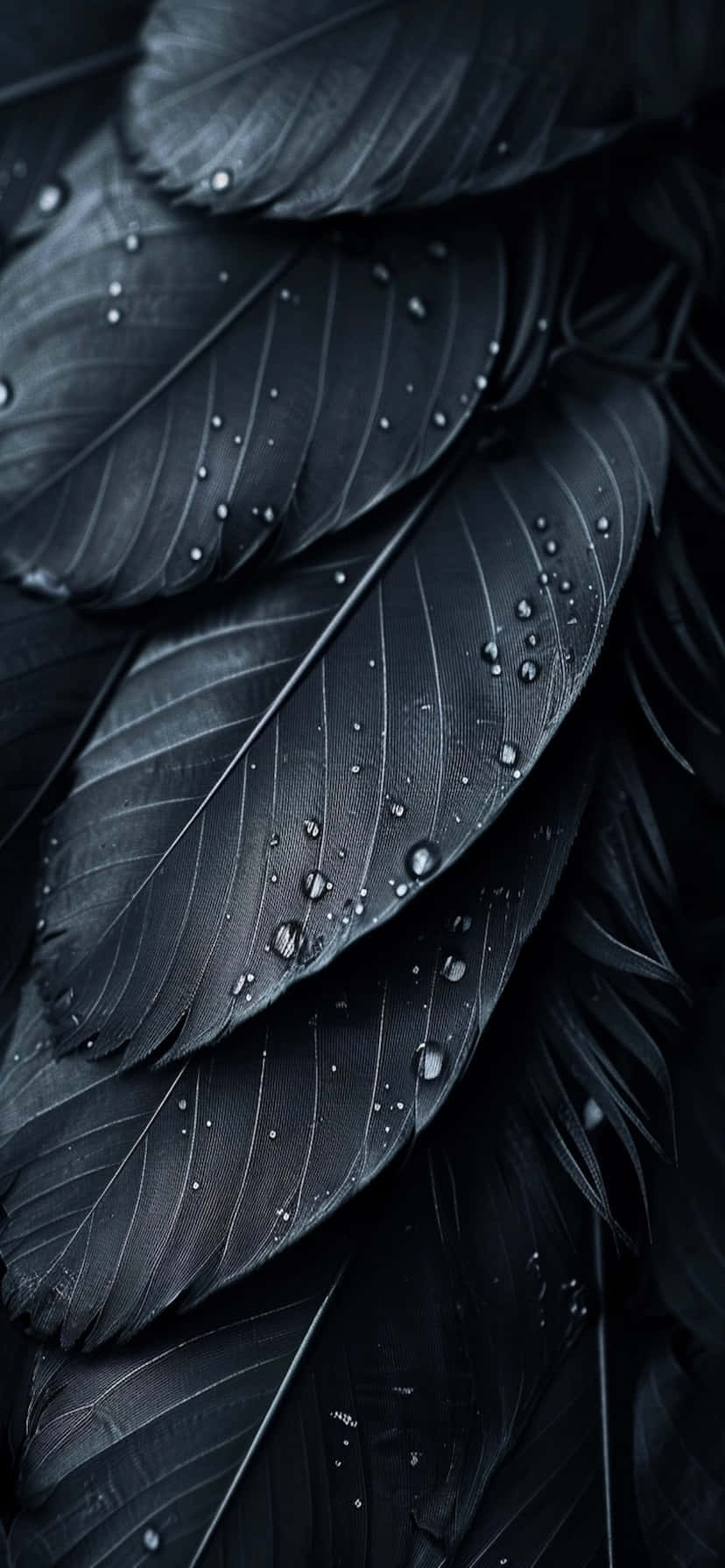 Black Feathers Water Droplets Detail Background