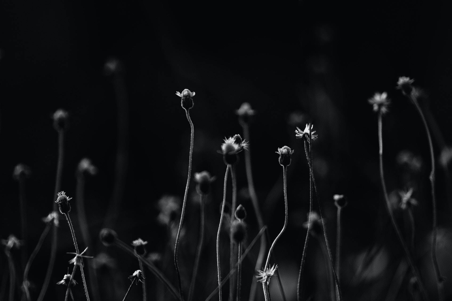 Black Flower Field Pc Background
