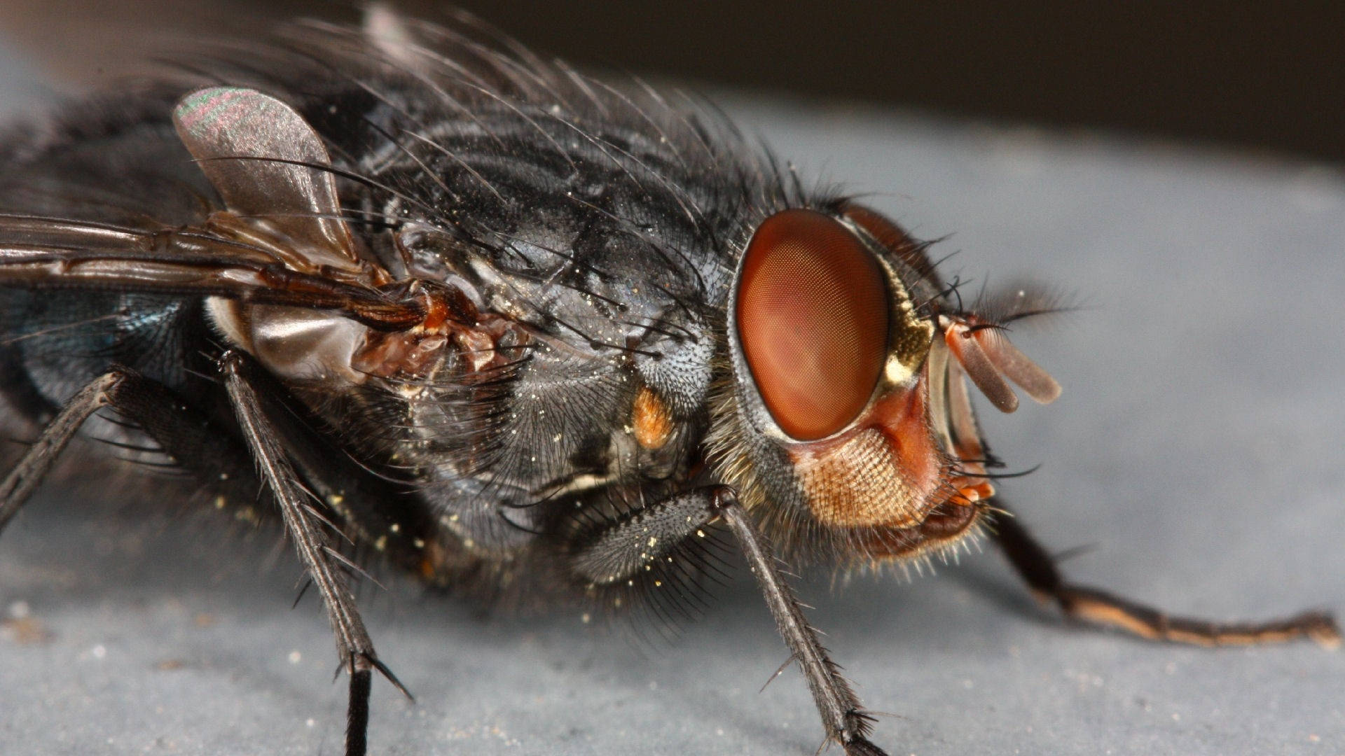 Black Fly Background