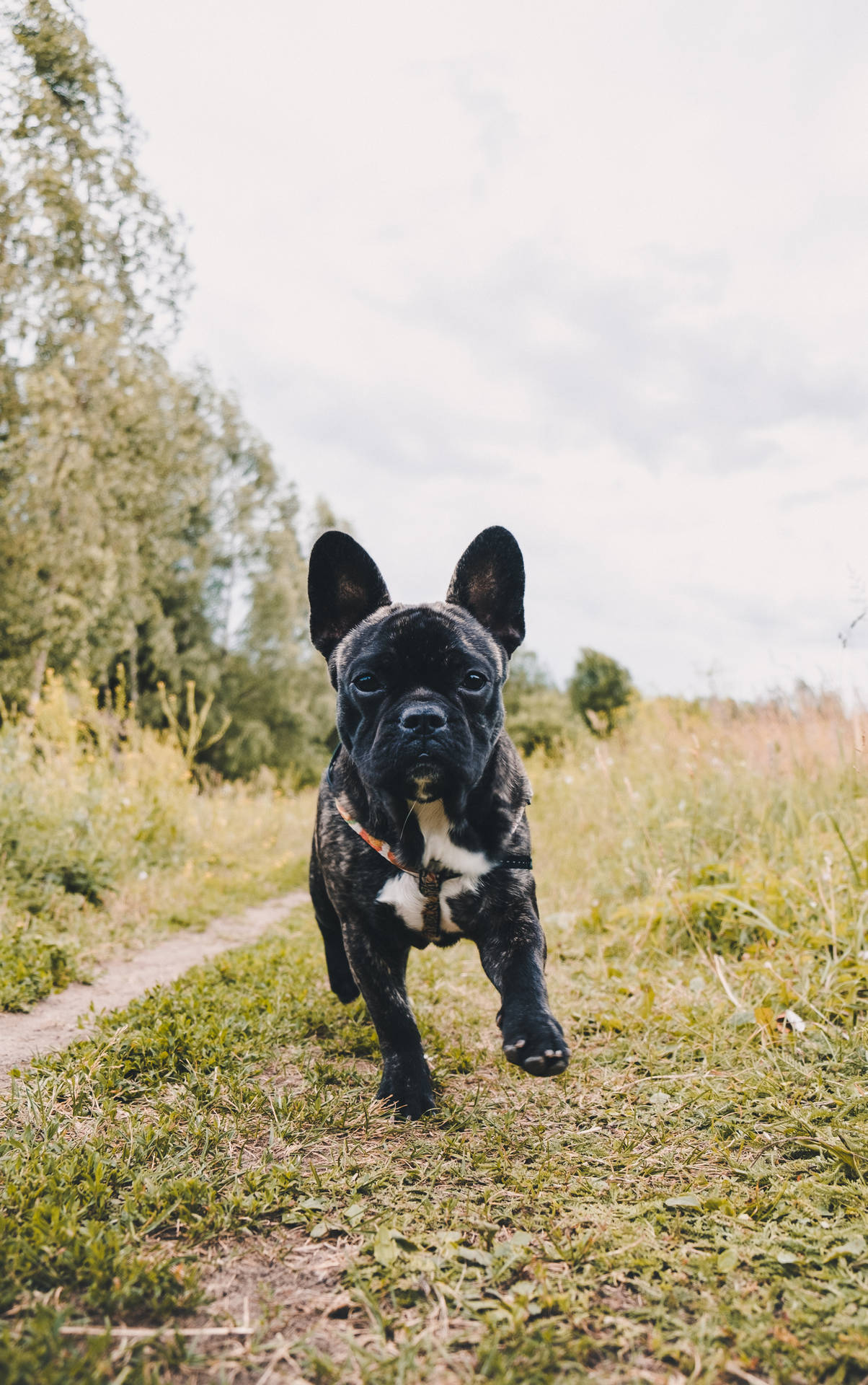 Black French Bulldog Puppy Running