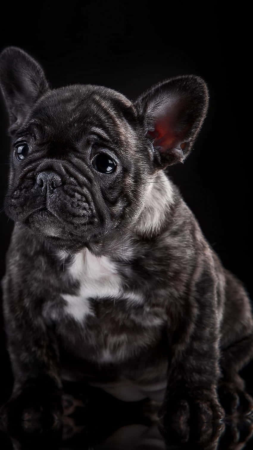 Black French Bulldog Teary-eyed Sad Face Background