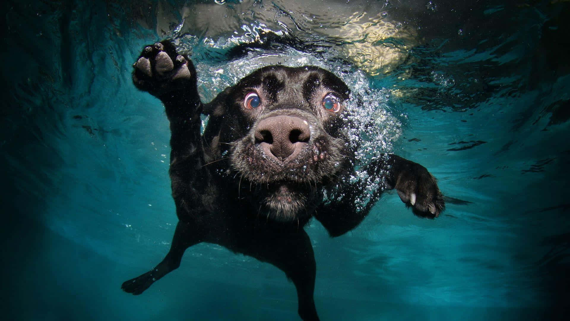 Black Funny Dog Swimming Underwater