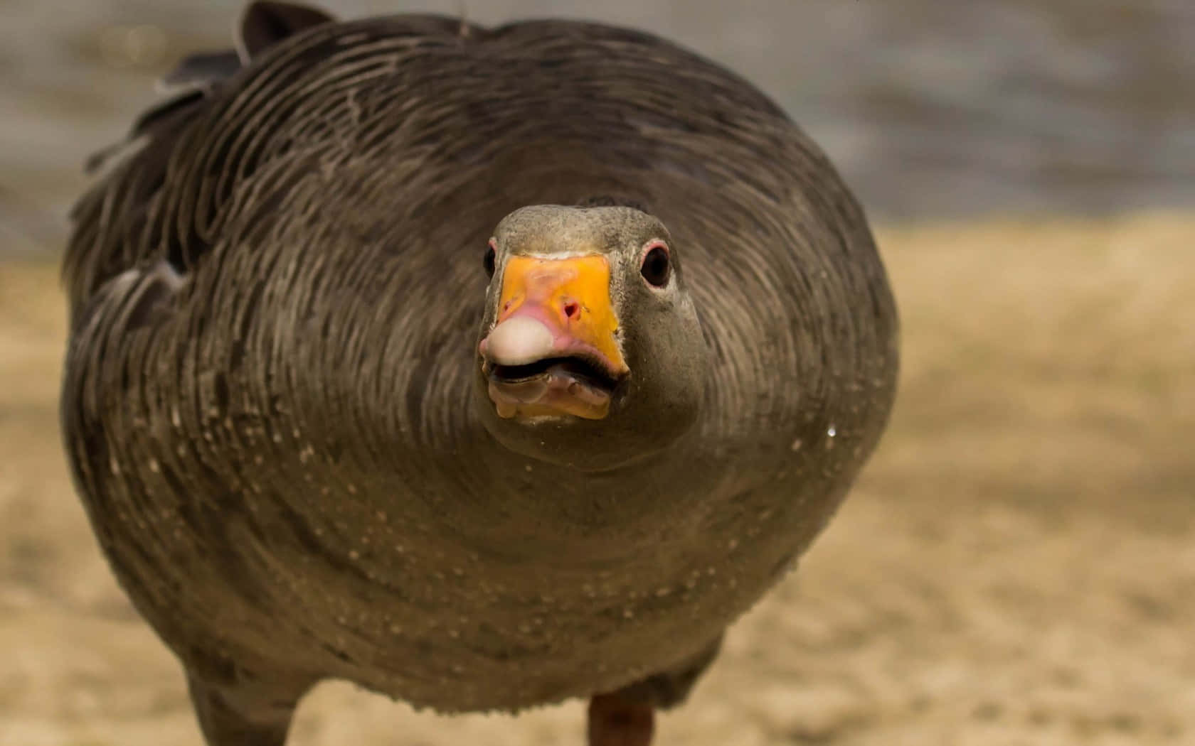 Black Funny Goose Background