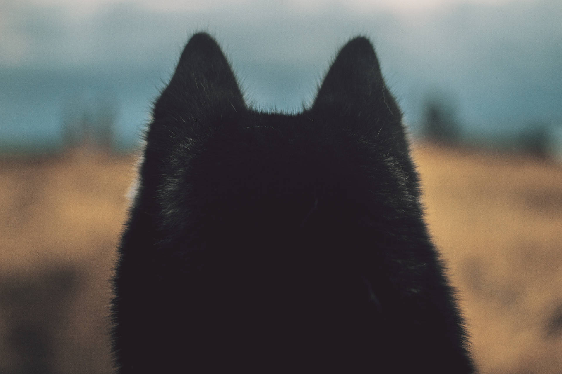 Black Fur Dog Ears Rear View Background