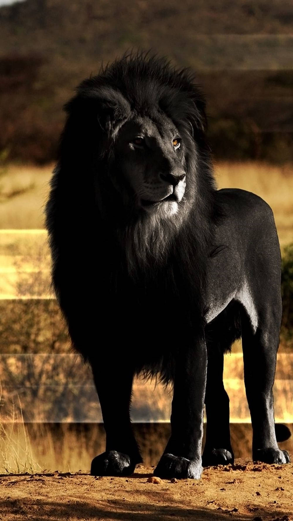 Black Fur Lion Iphone Background