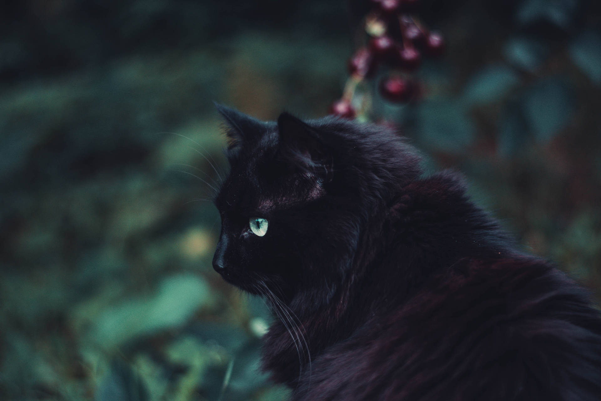 黑色毛皮猫动物背景