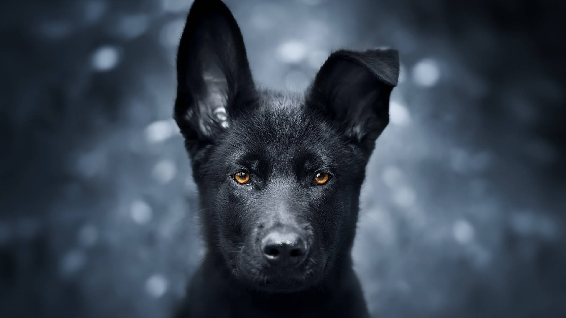 Black German Shepherd Dog Puppy Background