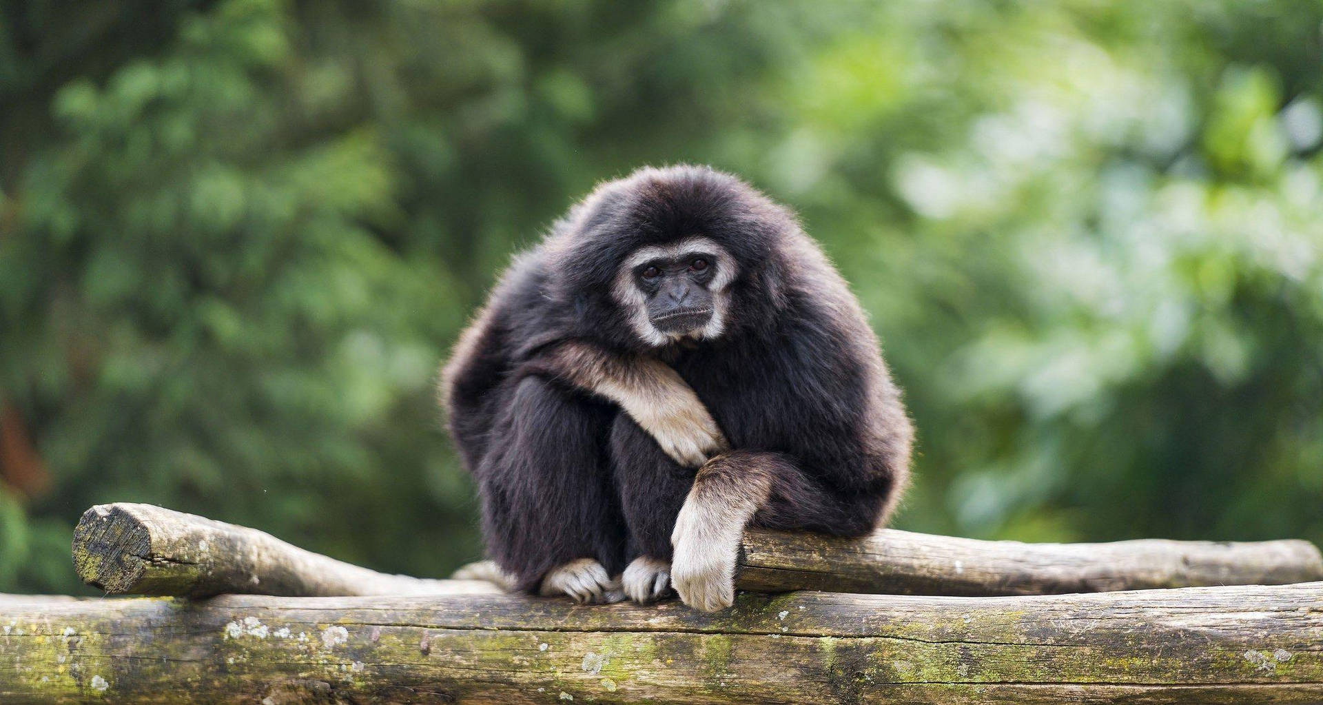Black Gibbon Crouching Background
