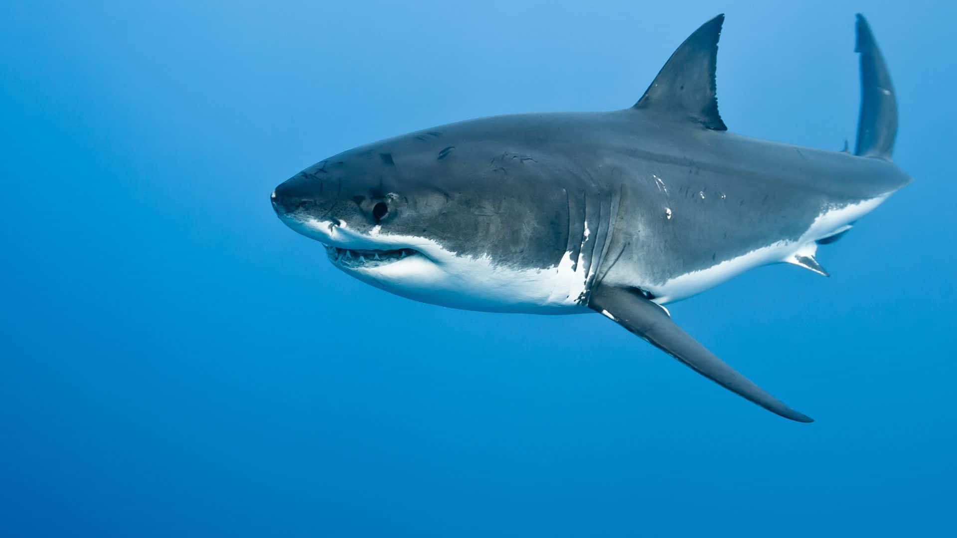 Black Great White Shark Background