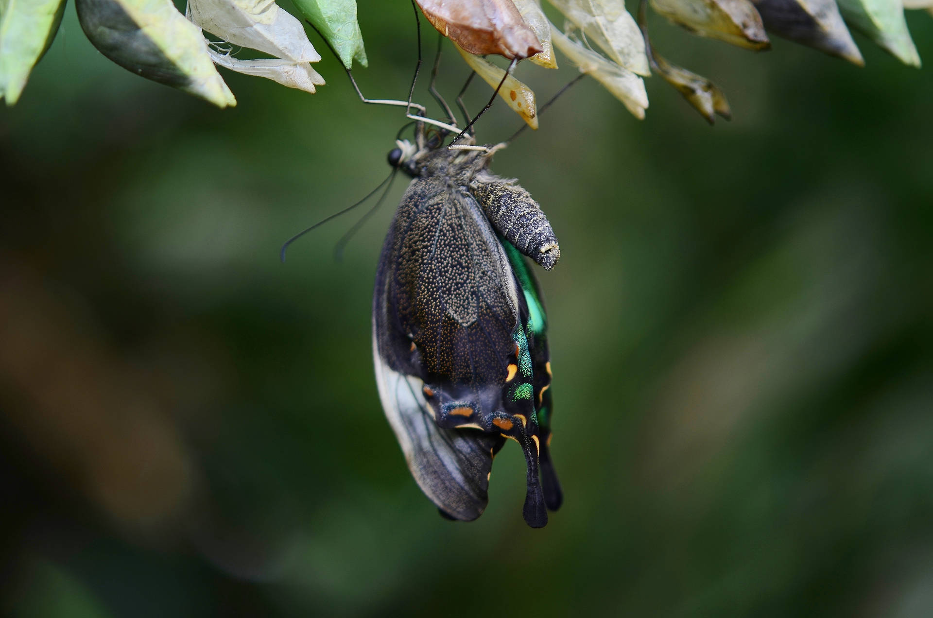 Black Green Butterfly Cocoon Background