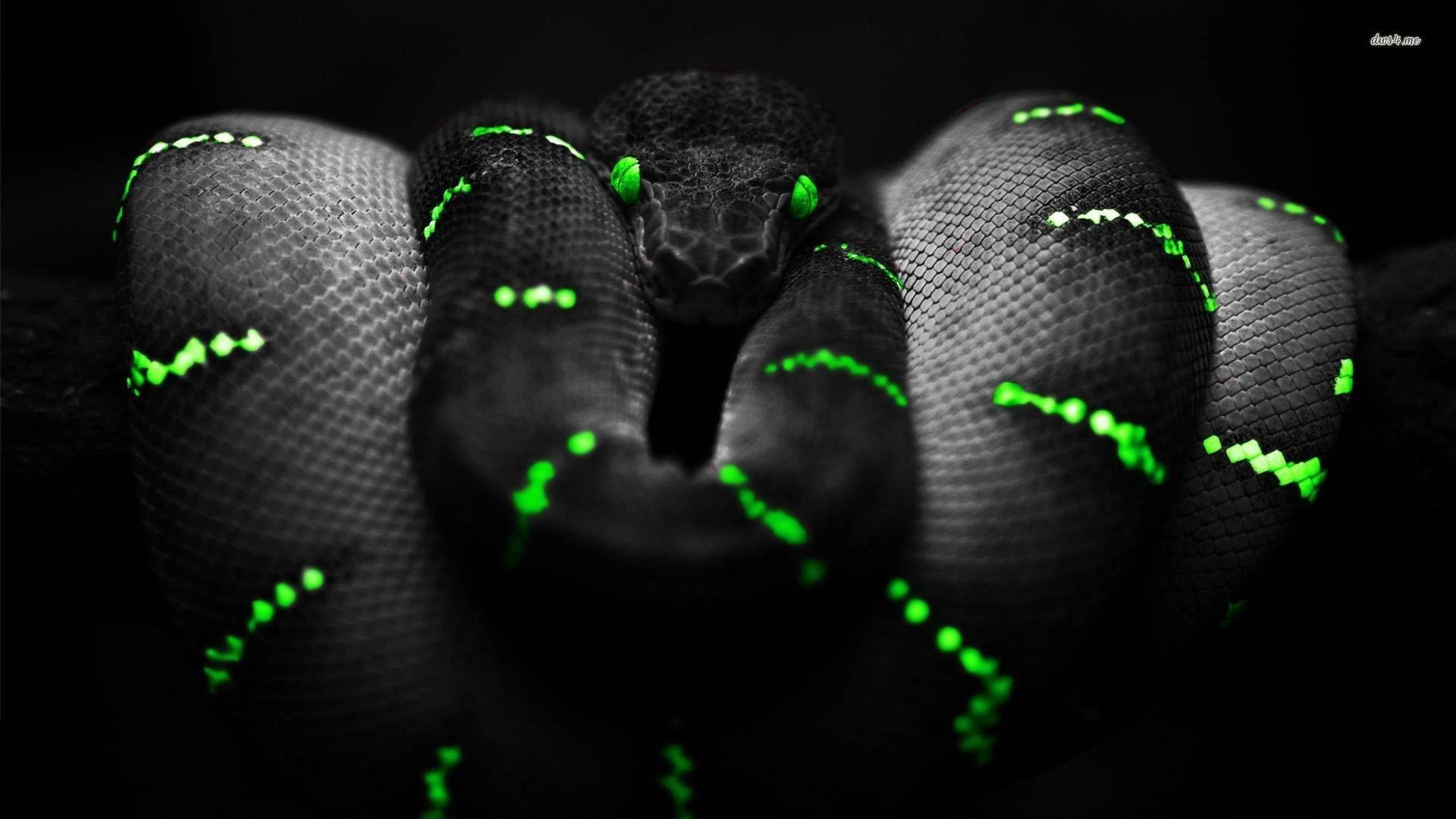 Black Green Striped Snake Background