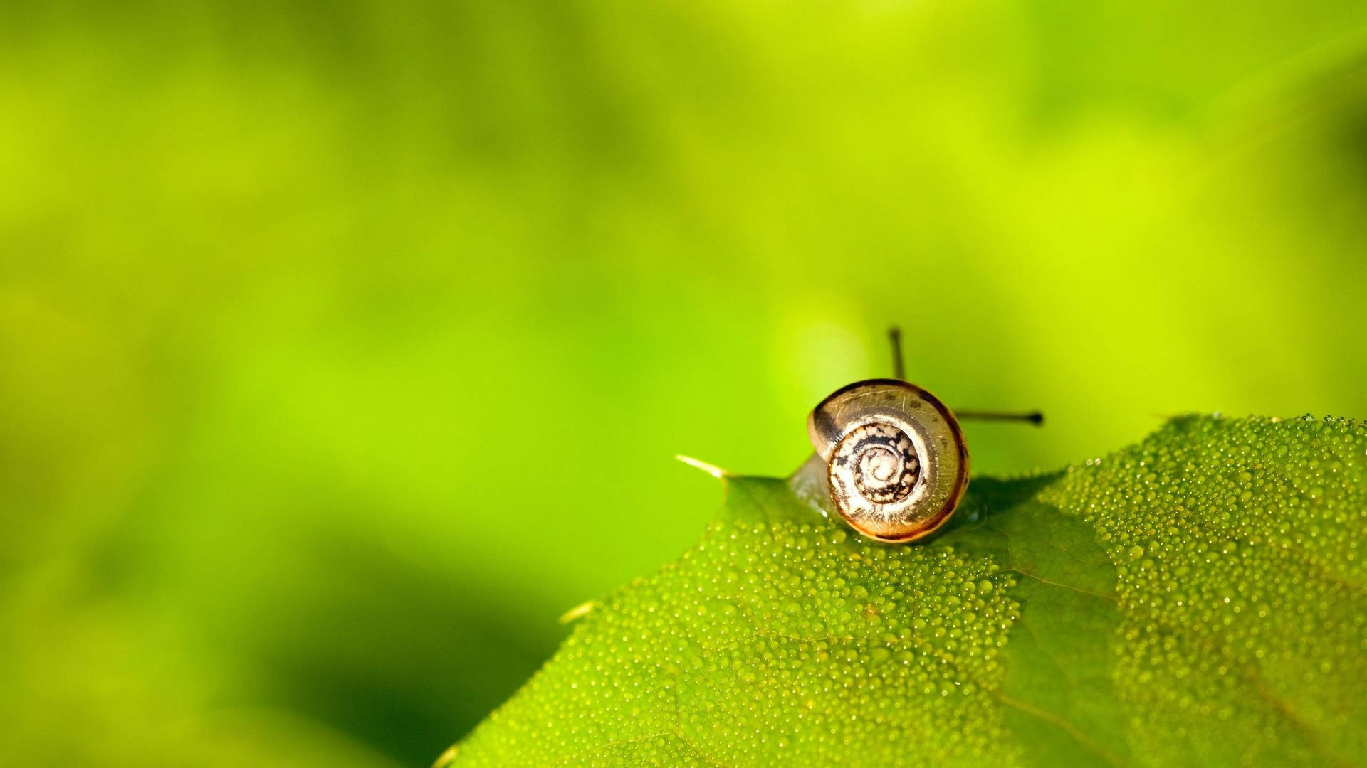 Black Green Tiny Snail Background