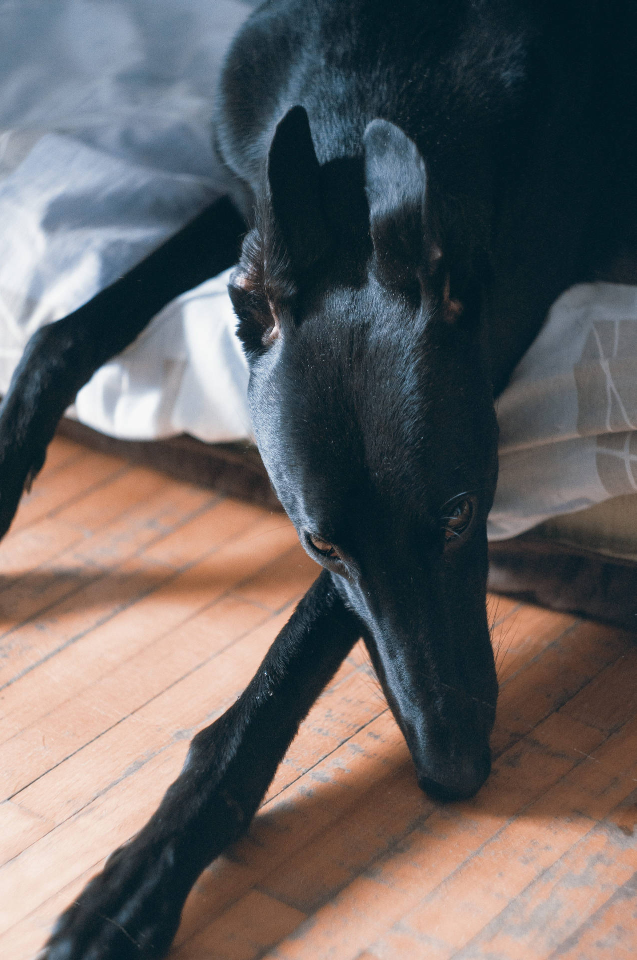 Black Greyhound On Bed