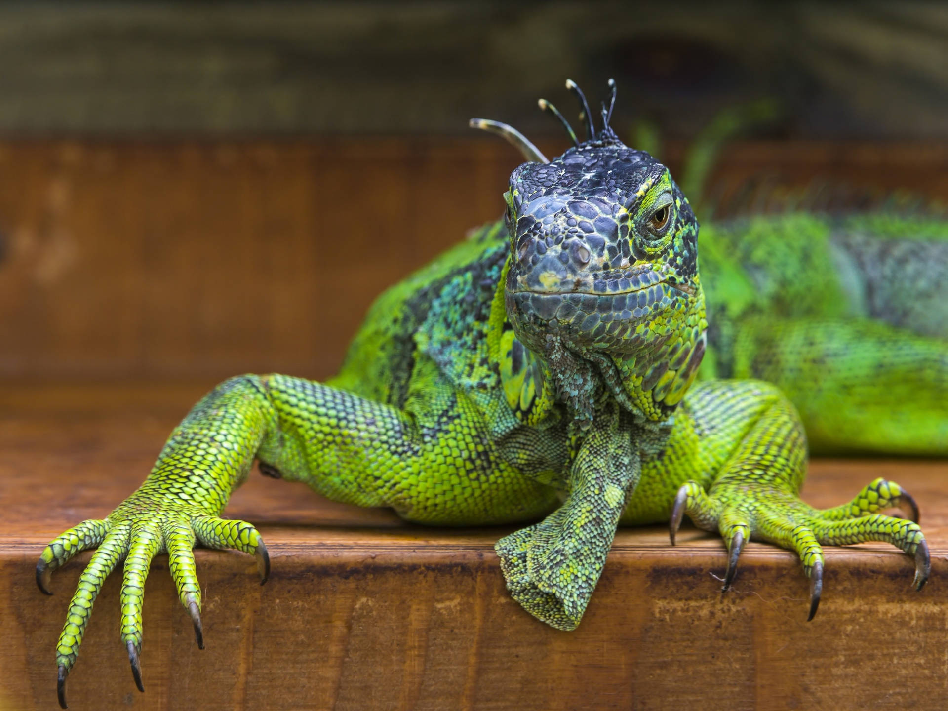 Black Head Green Iguana