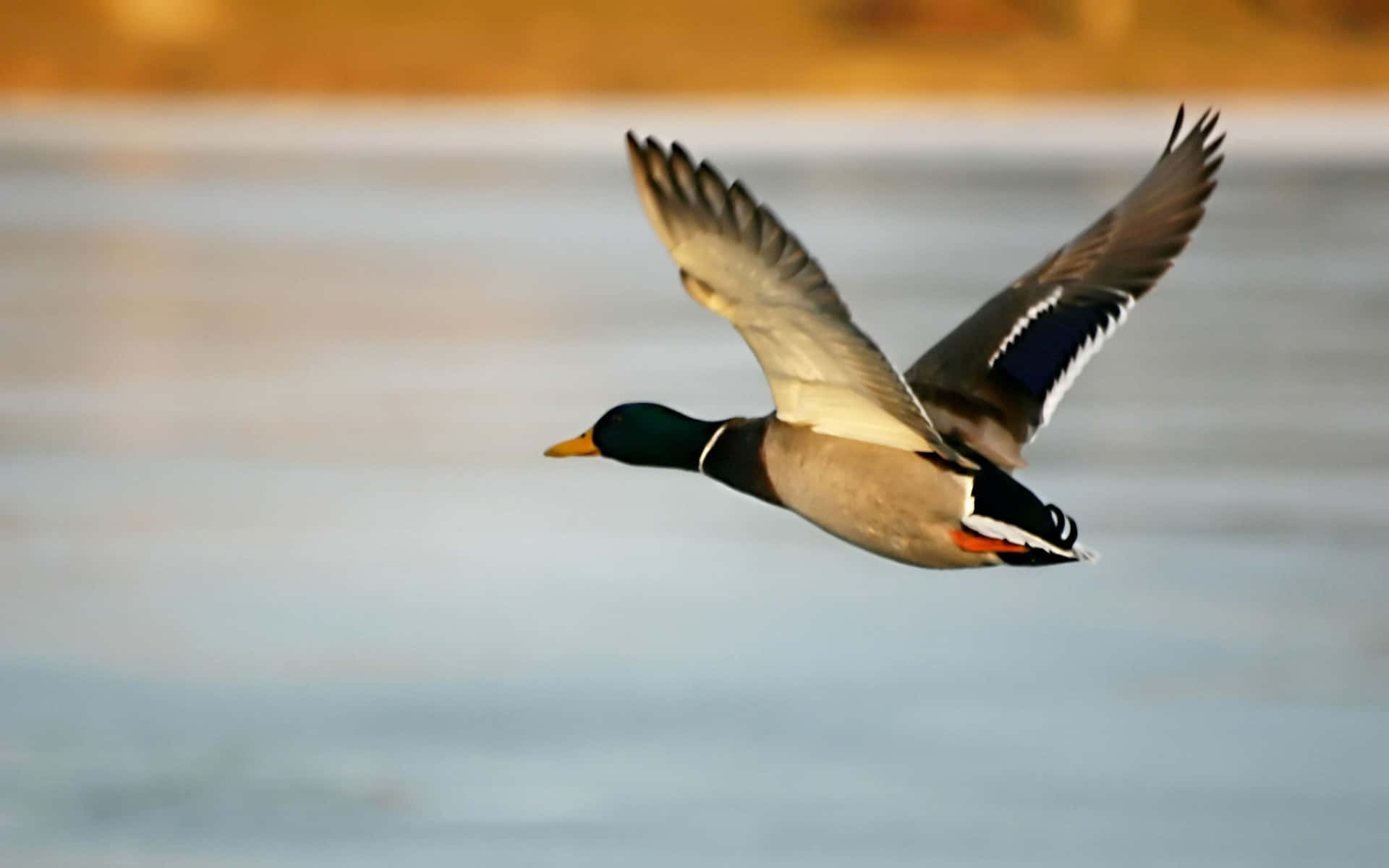 Black Headed Duck For Duck Hunting Desktop Background