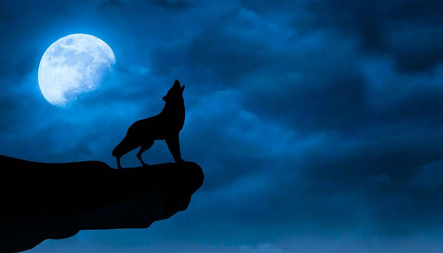 Black Horror Wolf At Night Background