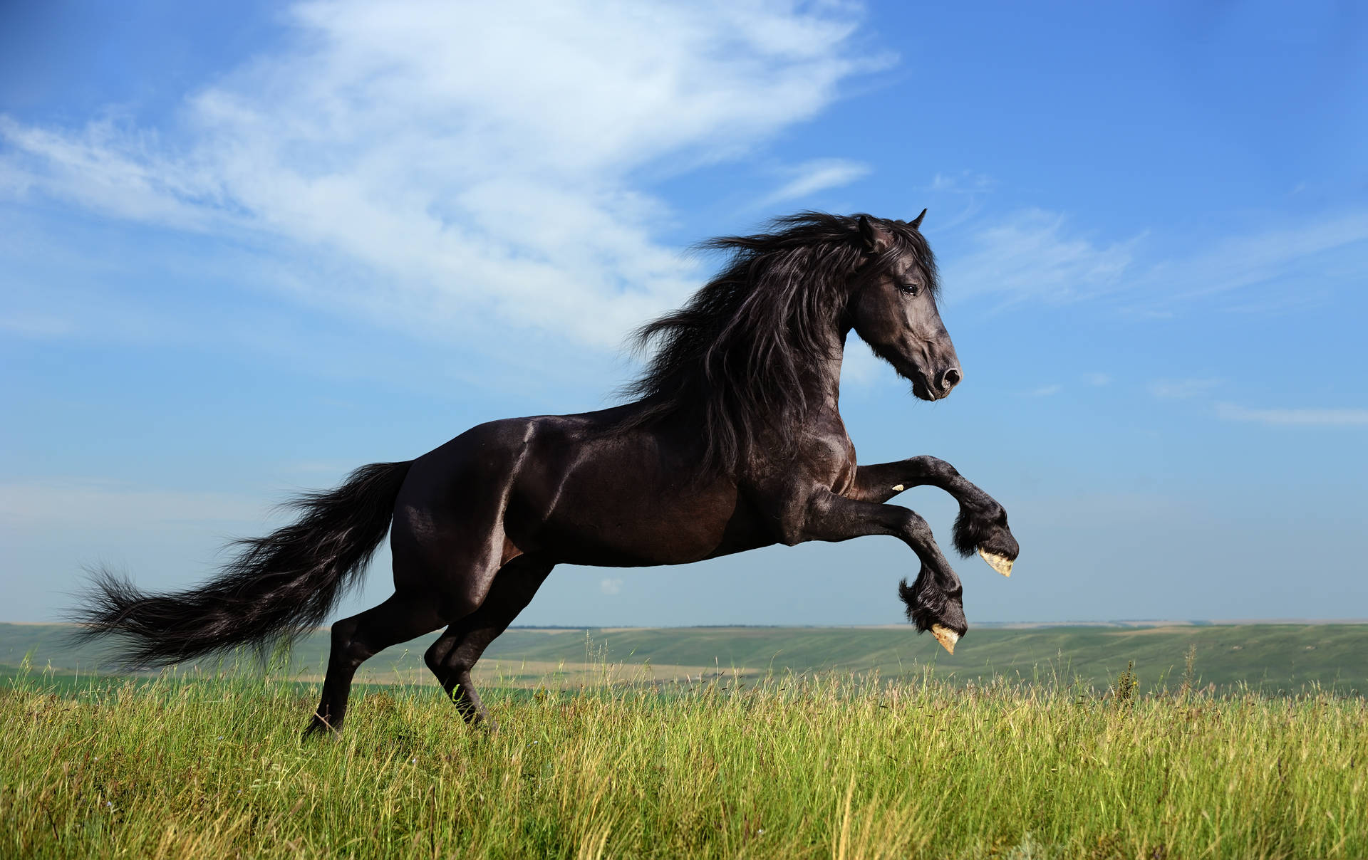 Black Horse Animal Running Through Grassland
