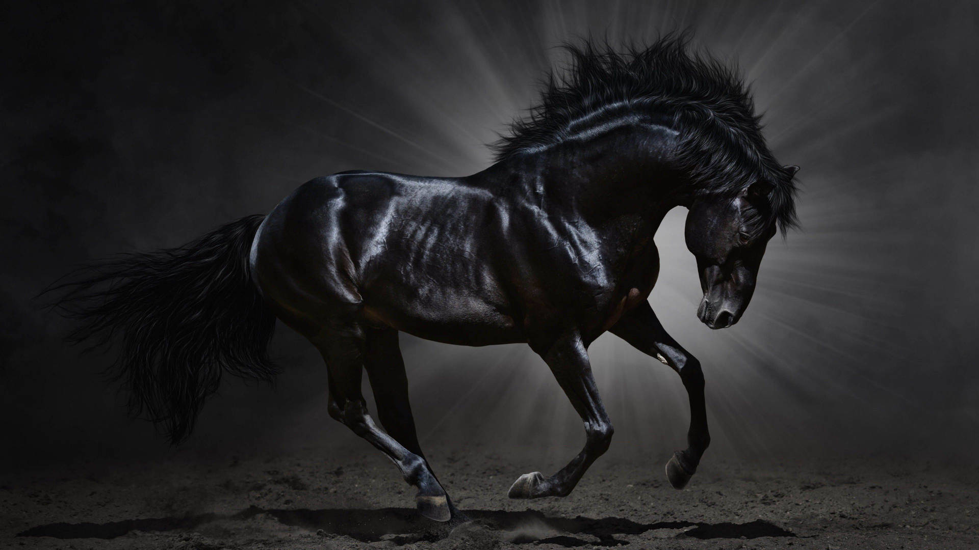 Black Horse Animal Background
