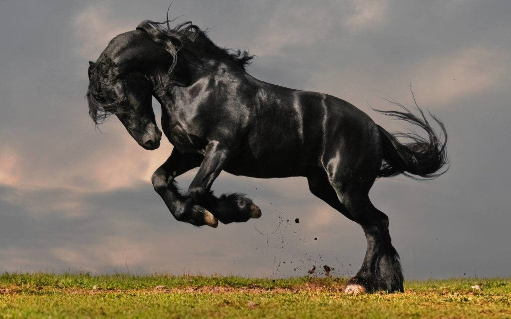 Black Horse Hd Wallpapers | Download Black Horse Images | Cool . Background