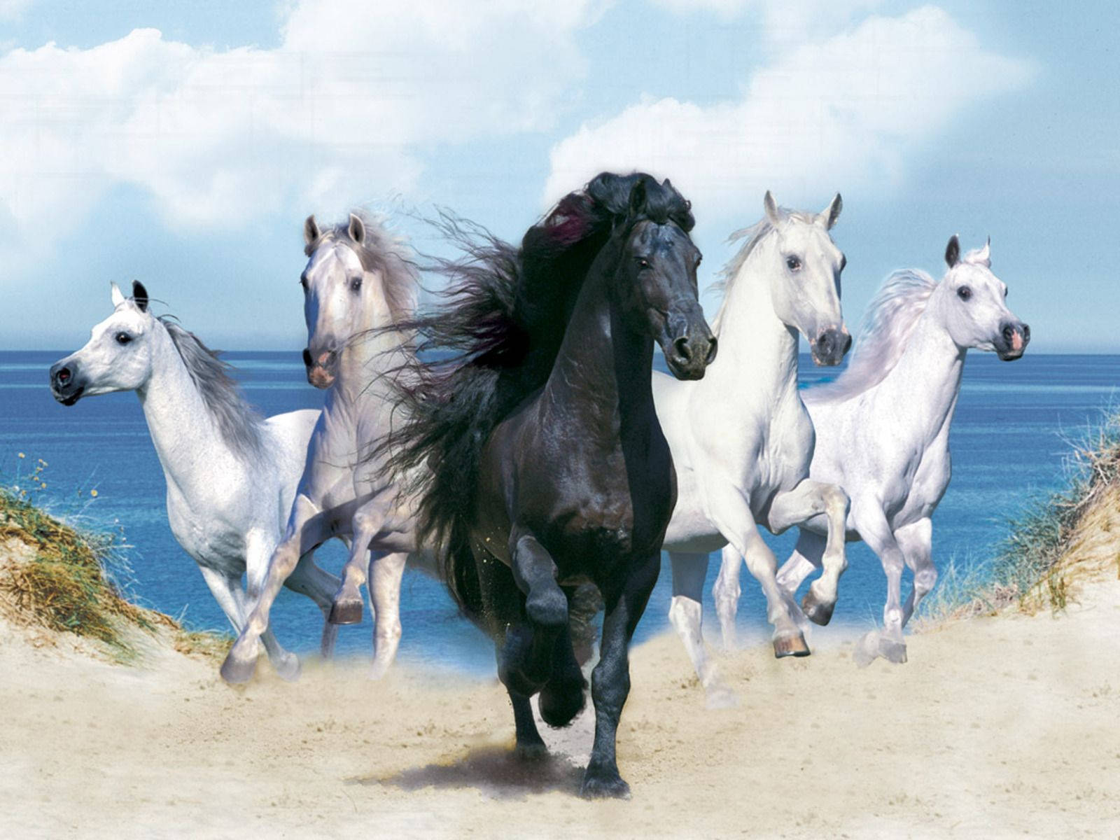 Black Horse With White Beautiful Horses