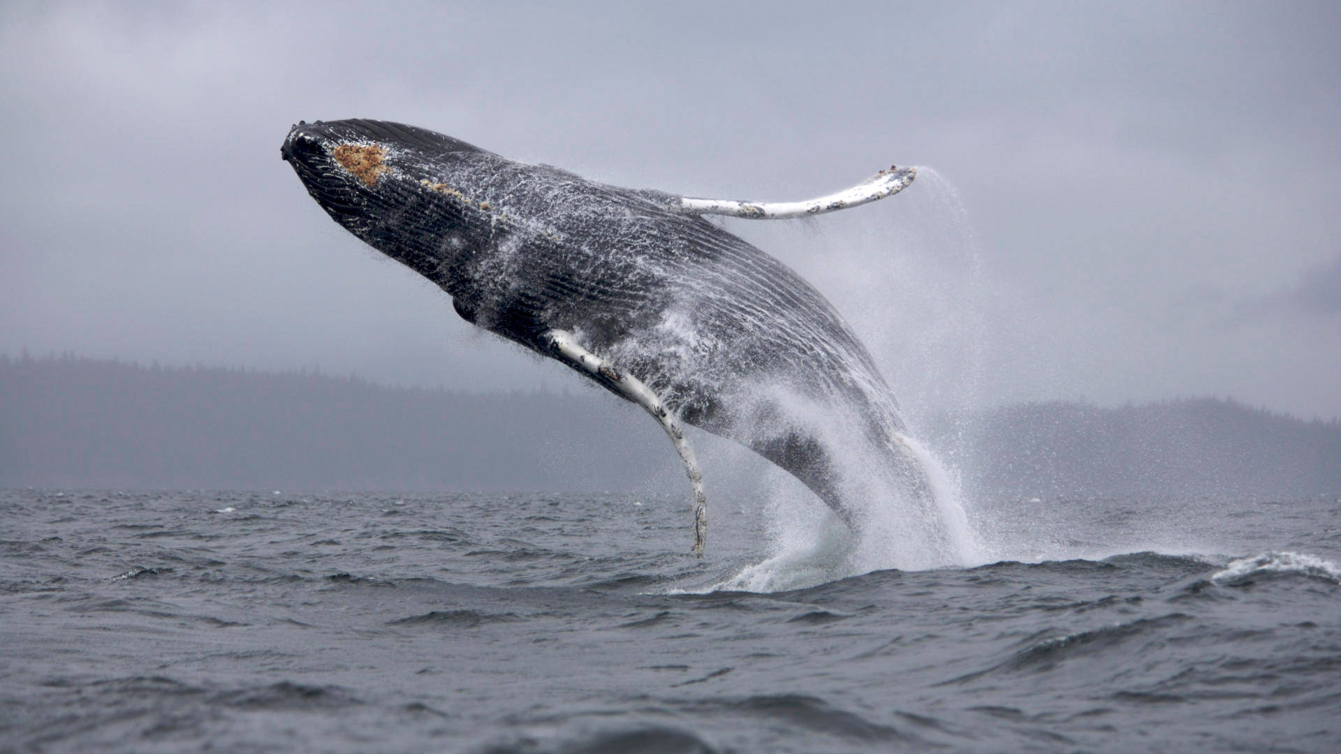 Black Humpback Whale Breaching At Overcast Background