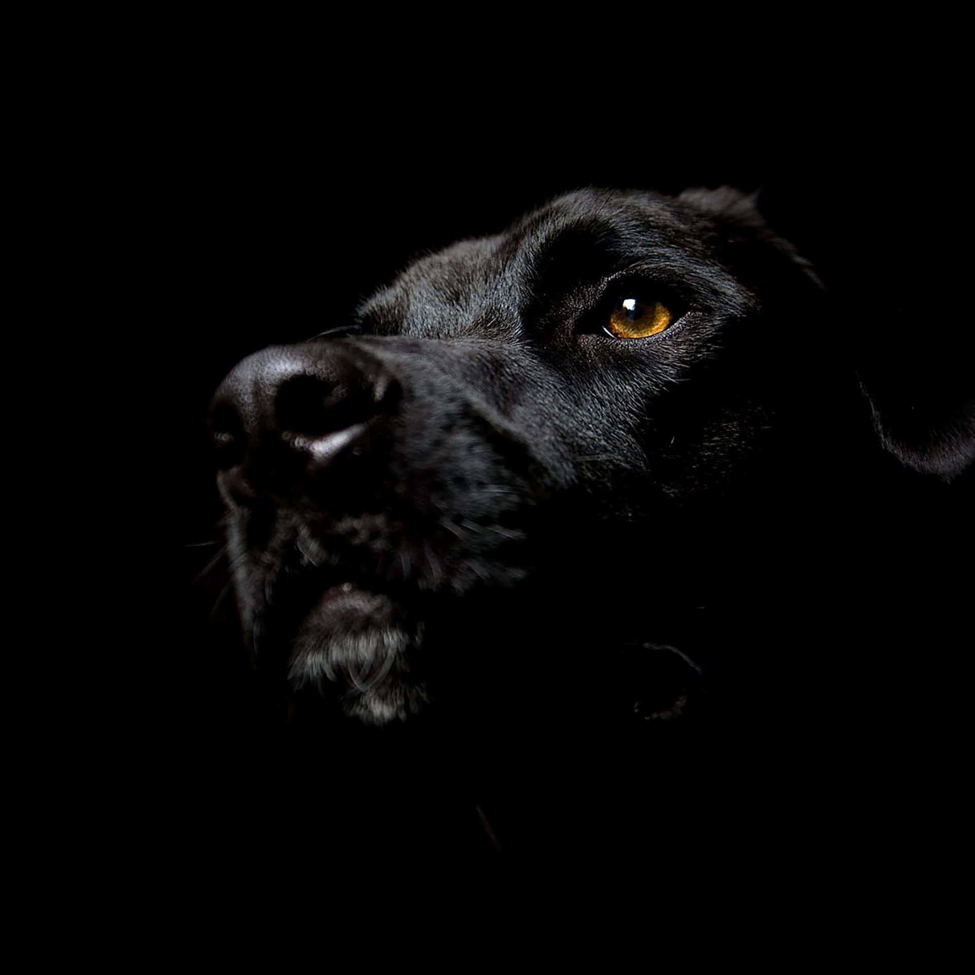 Black Ipad Shot Of Black Labrador Retriever Background