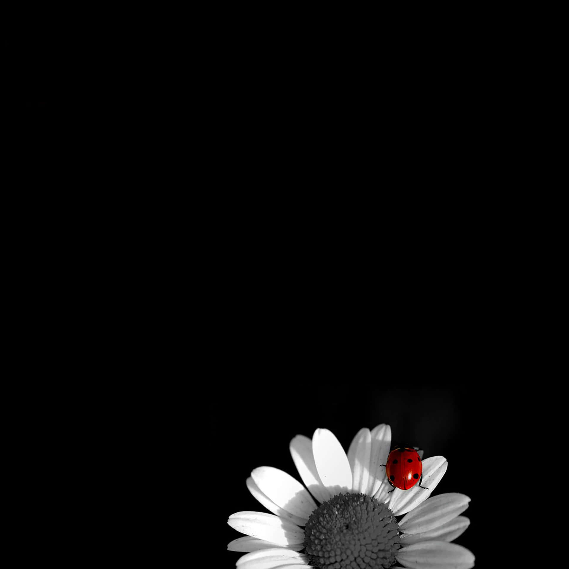 Black Ipad With Ladybug On Flower Background