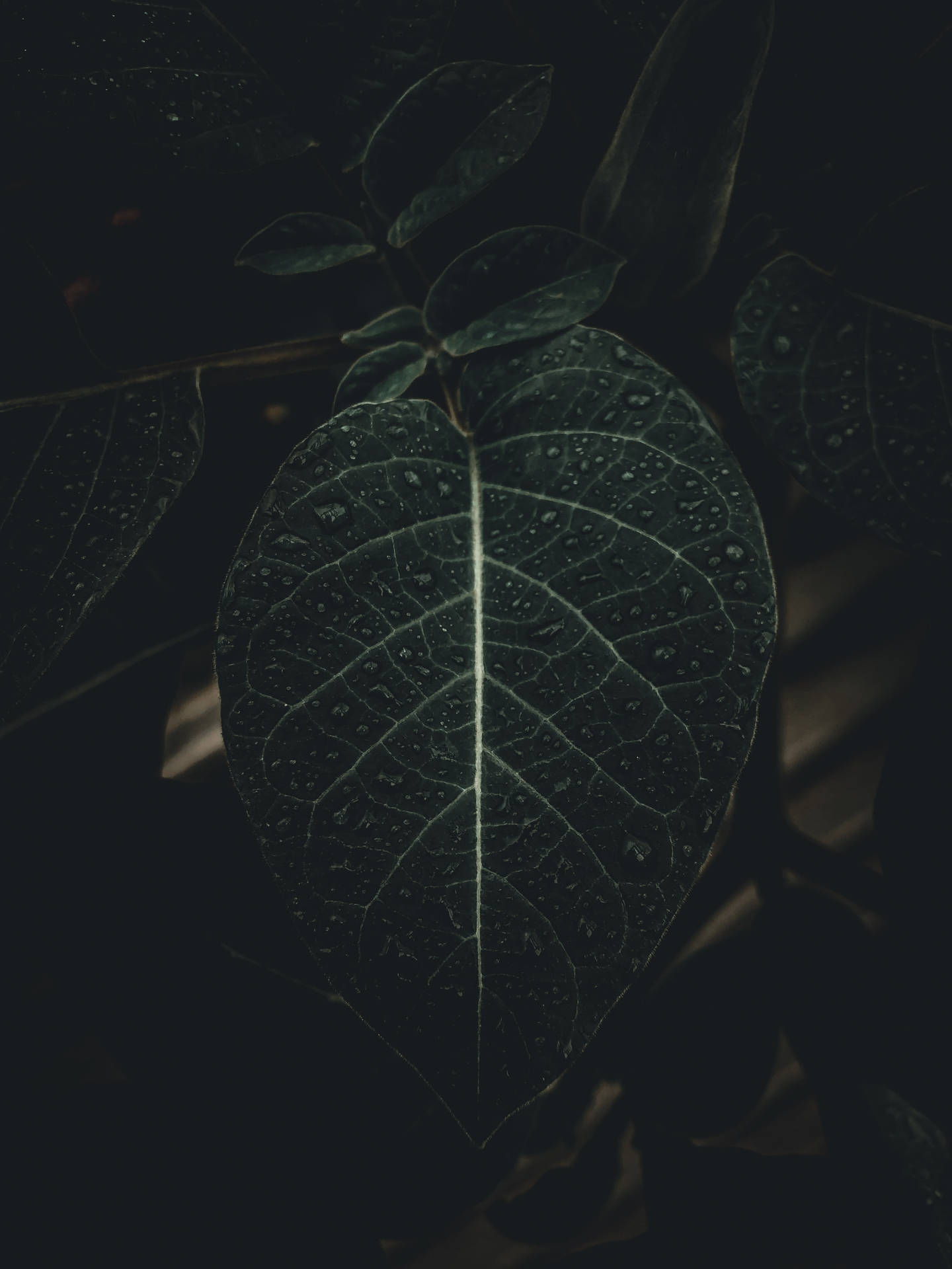 Black Iphone Foliage Background