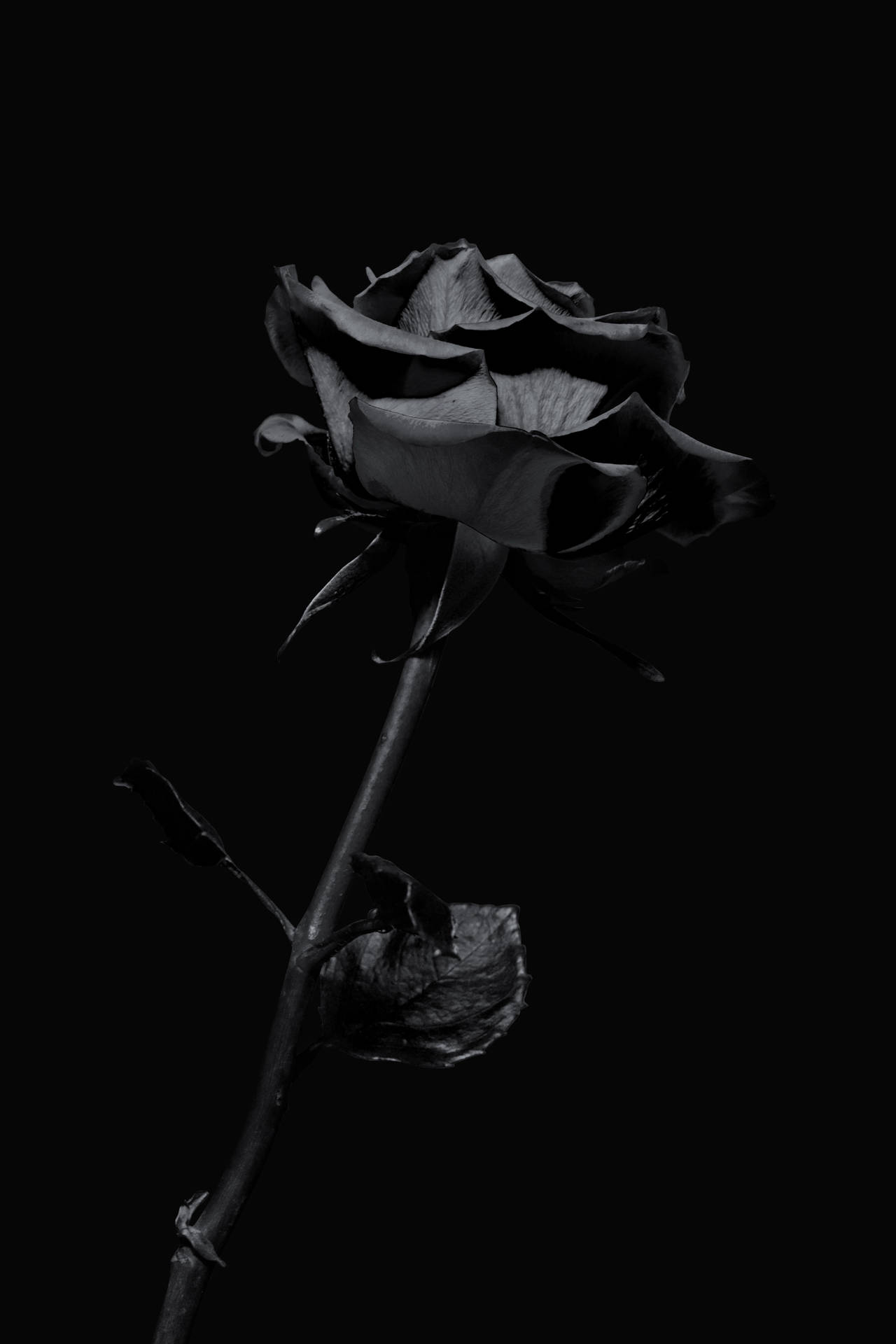 Black Iphone Rose Background