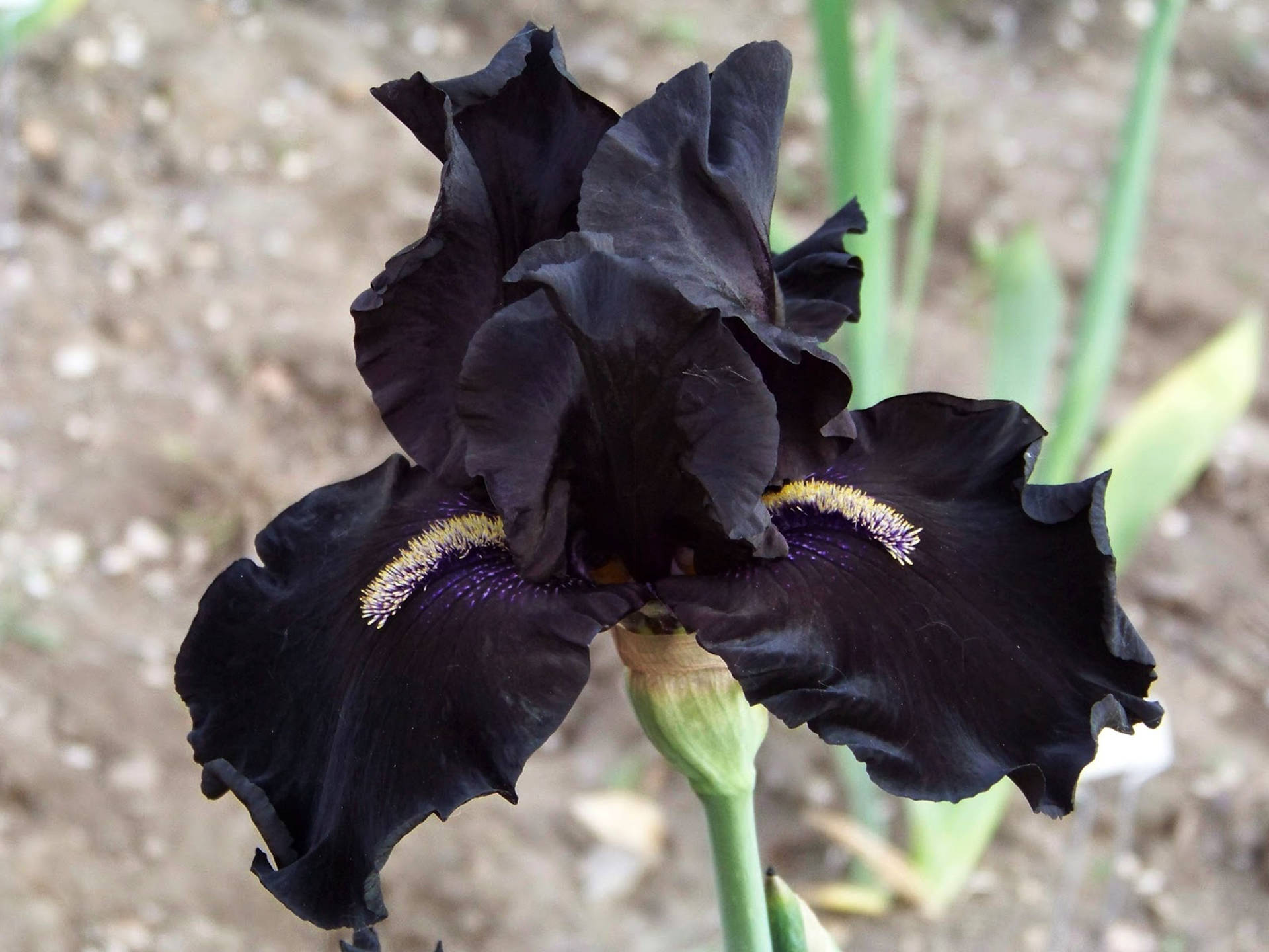 Black Iris Flower Background