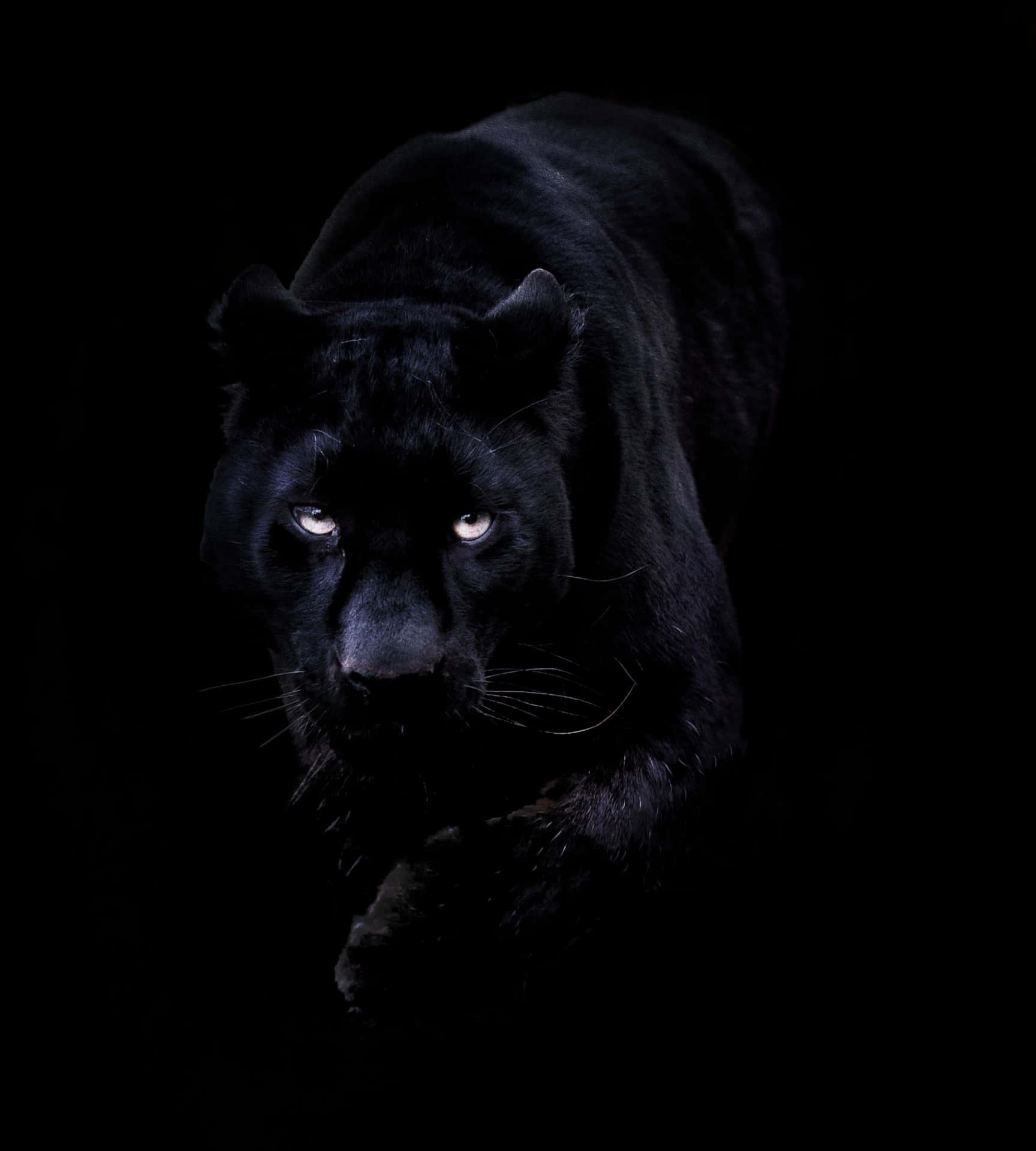 Black Jaguar Standing Alert On A Tree Background