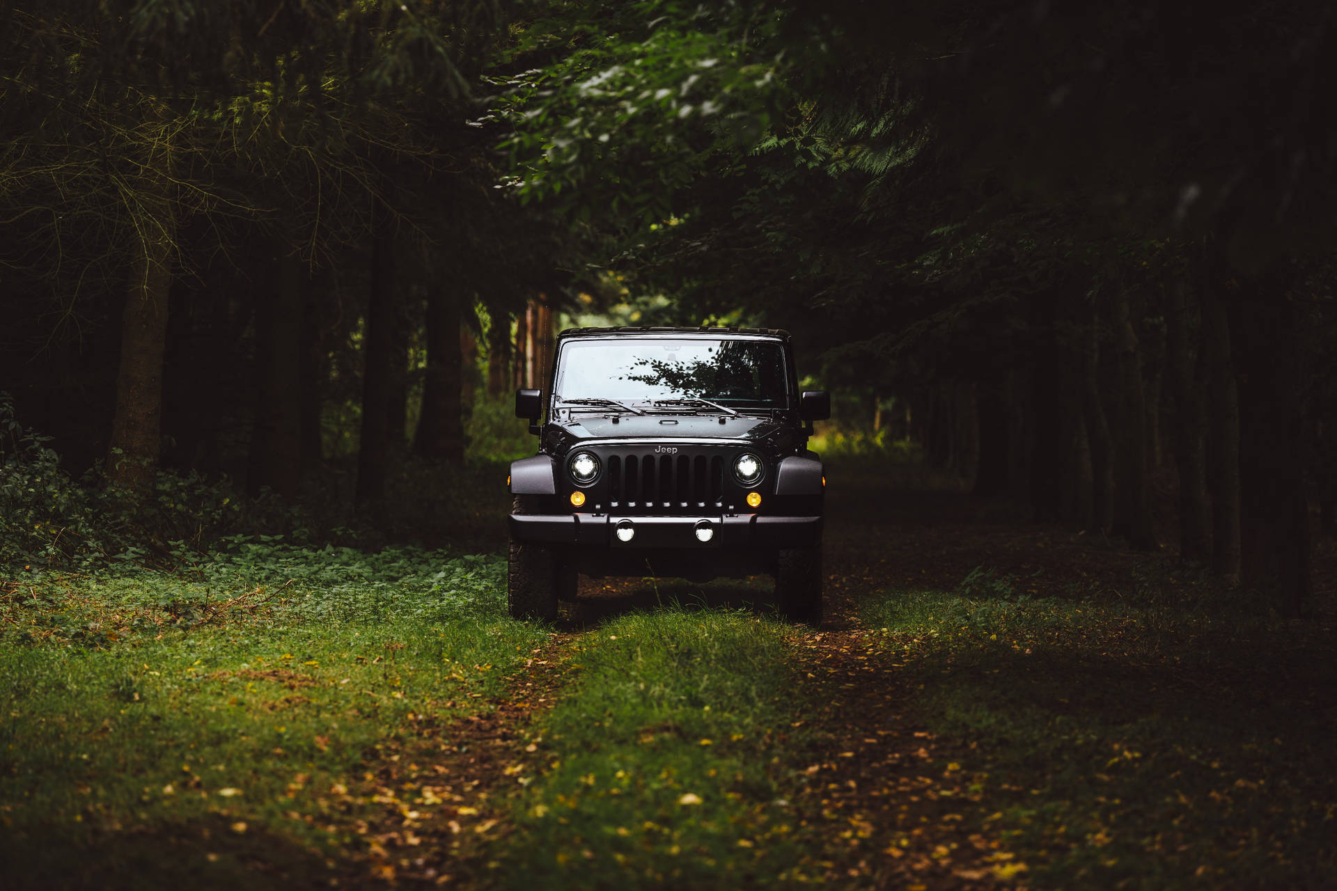 Black Jeep In The Forest